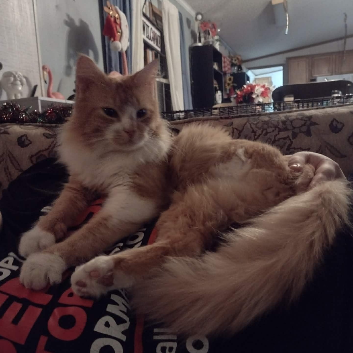 Enlarge Lt Dan, an adopted American Shorthair in Yukon, OK image 3/3