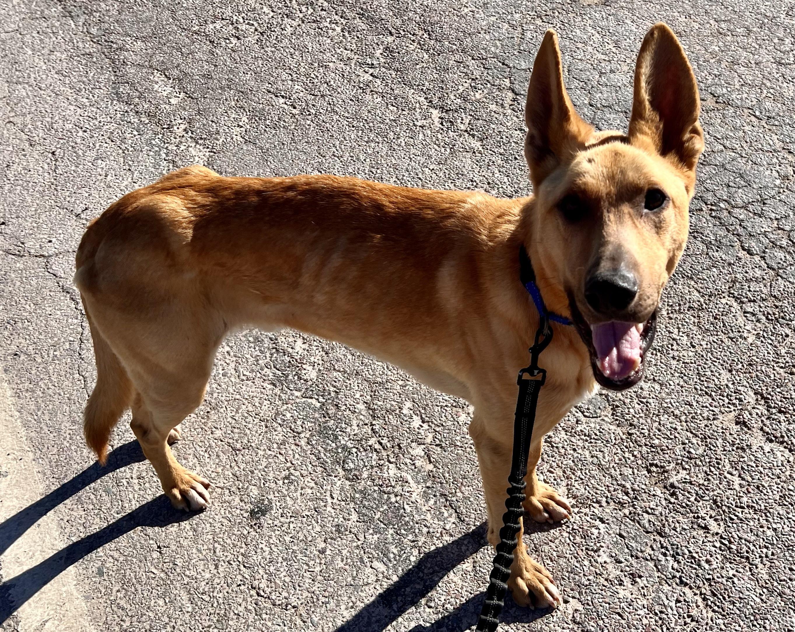 Enlarge Jack , a ADOPTABLE mixed breed in Huson, MT image 2/6