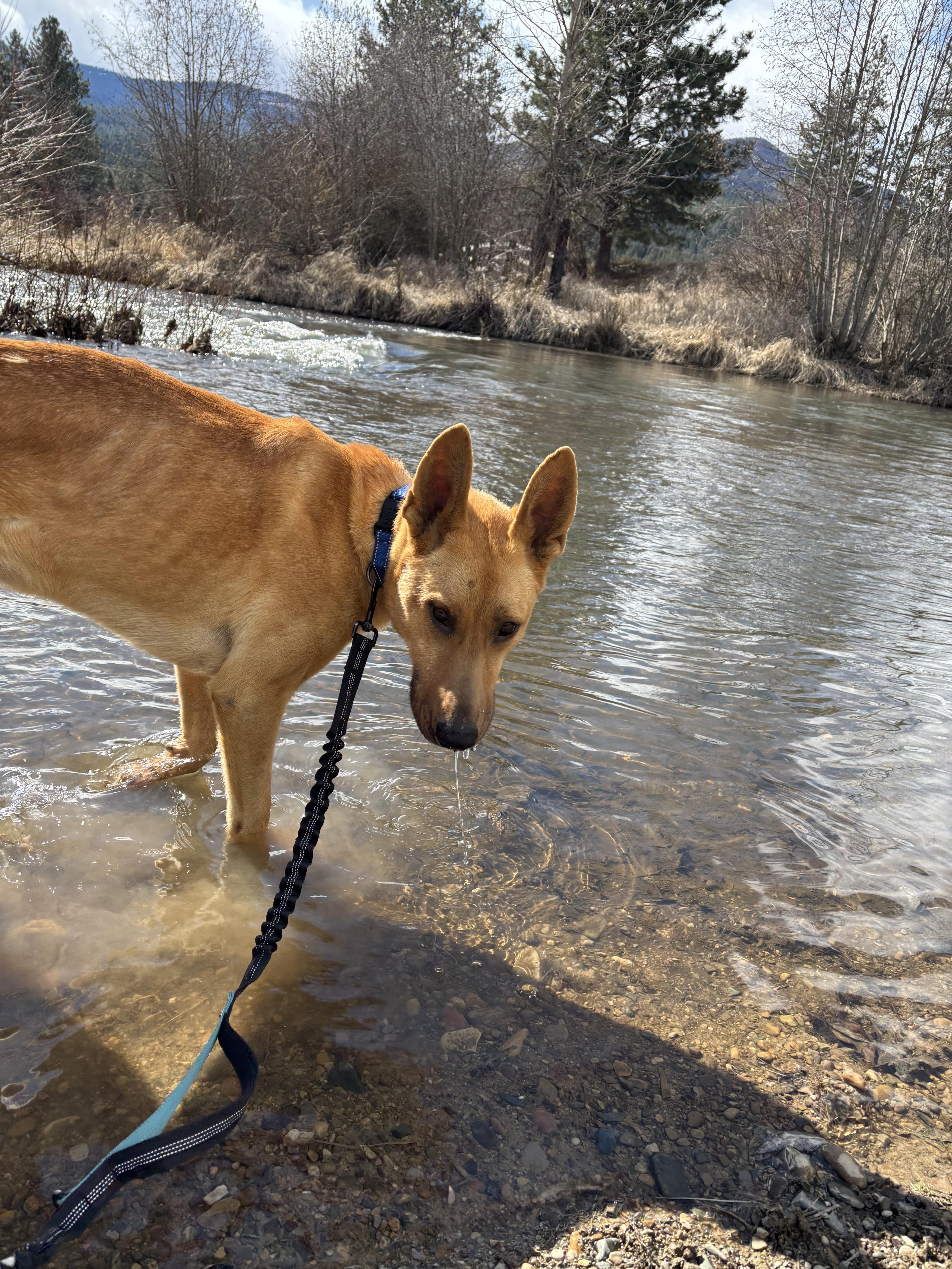 Enlarge Jack , a ADOPTABLE mixed breed in Huson, MT image 6/6