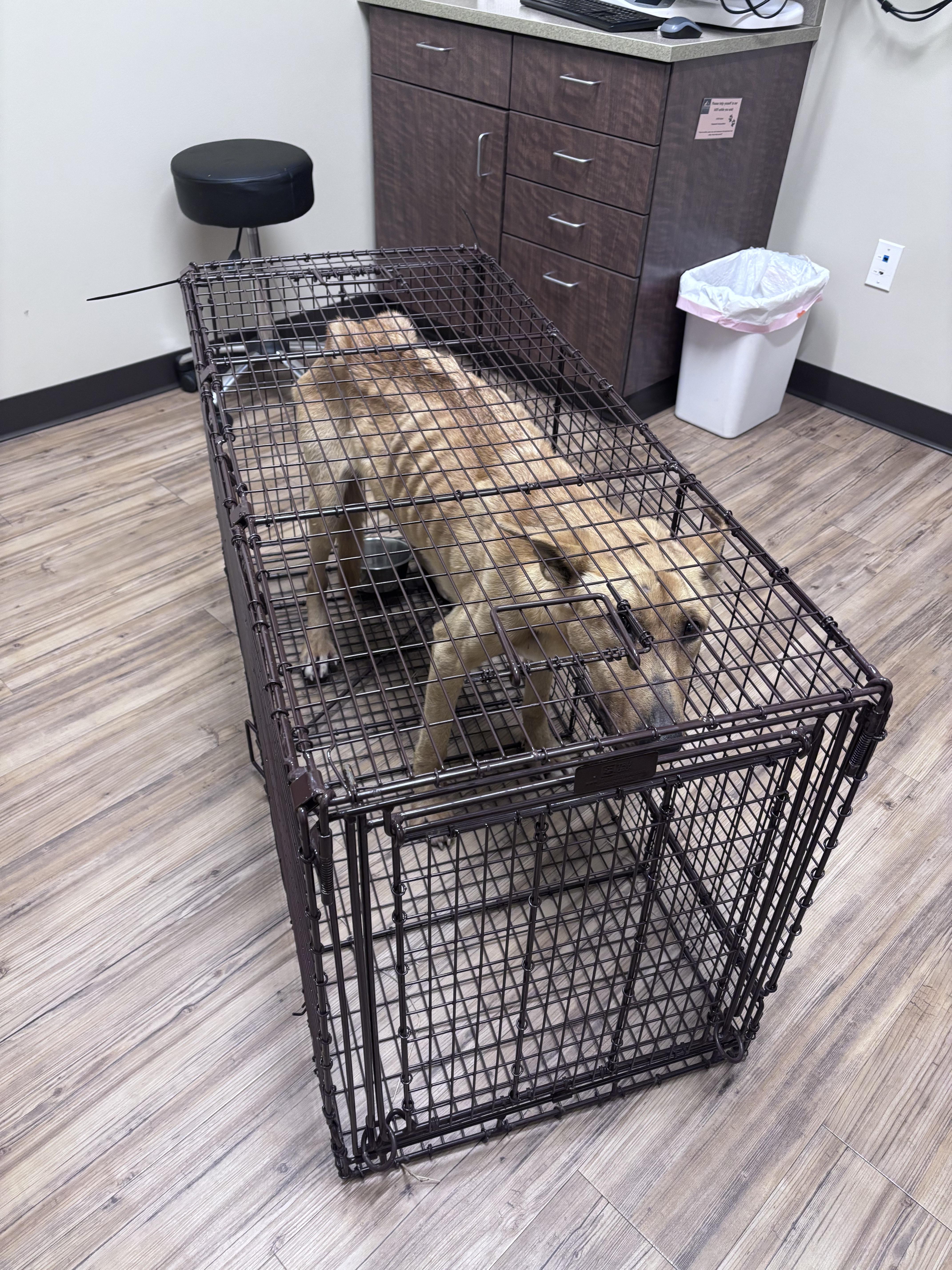 Enlarge Jack , a ADOPTABLE mixed breed in Huson, MT image 5/6