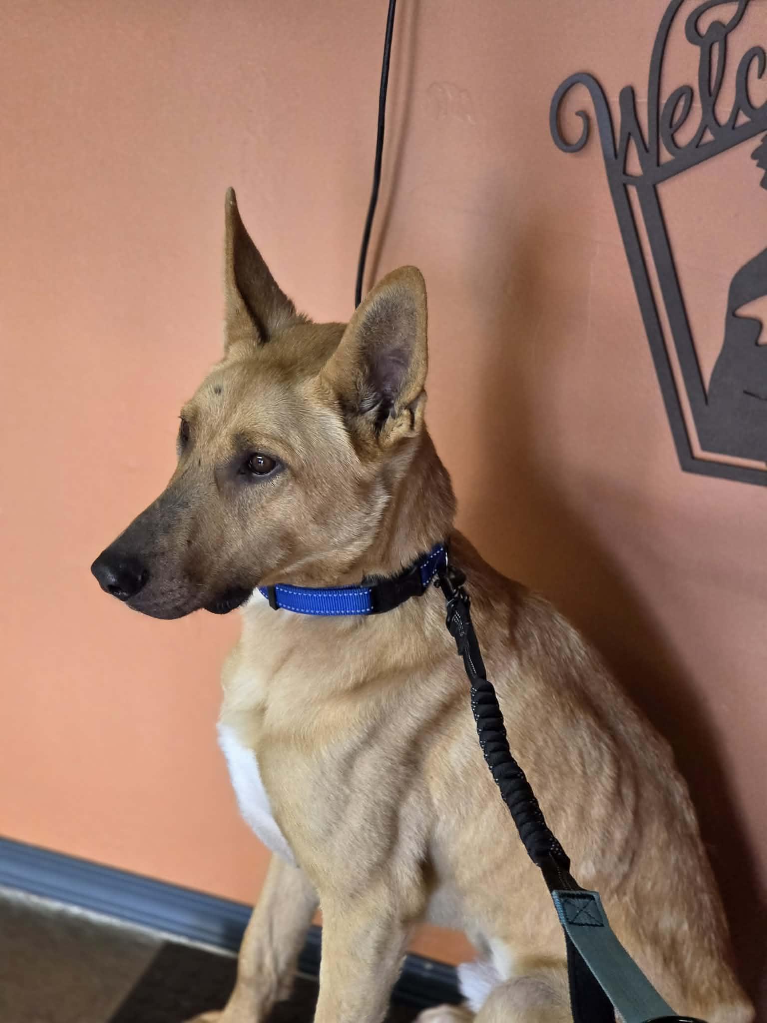 Enlarge Jack , a ADOPTABLE mixed breed in Huson, MT image 3/6