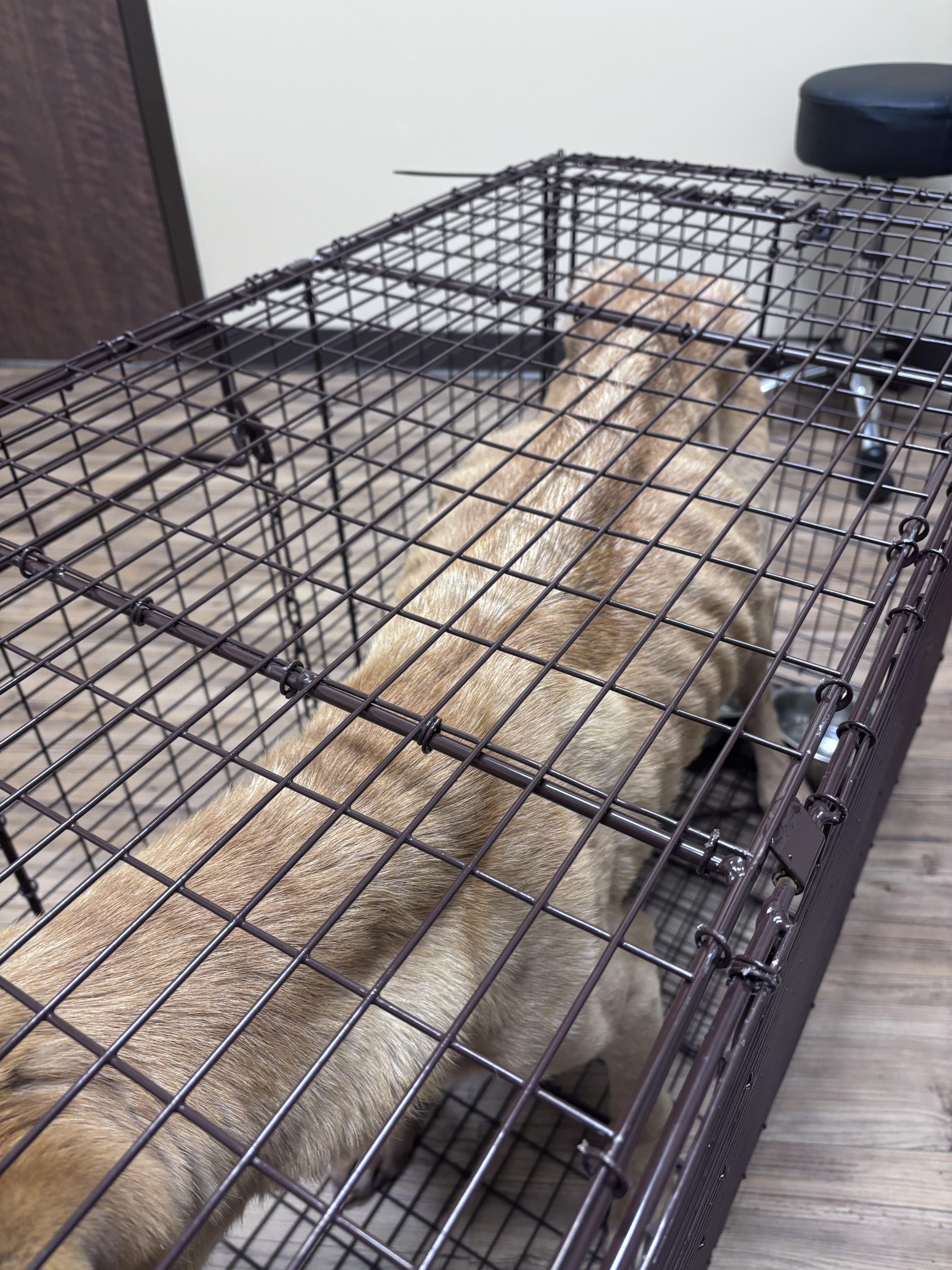 Enlarge Jack , a ADOPTABLE mixed breed in Huson, MT image 4/6