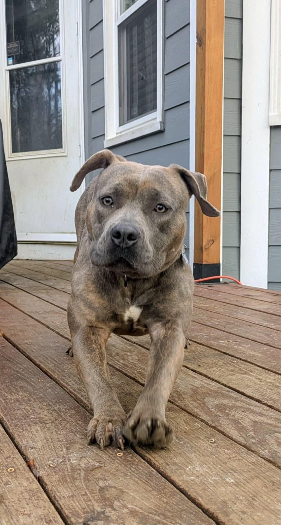 Raven, a ADOPTABLE Mixed Breed in Sunset Bch, NC image 3/3