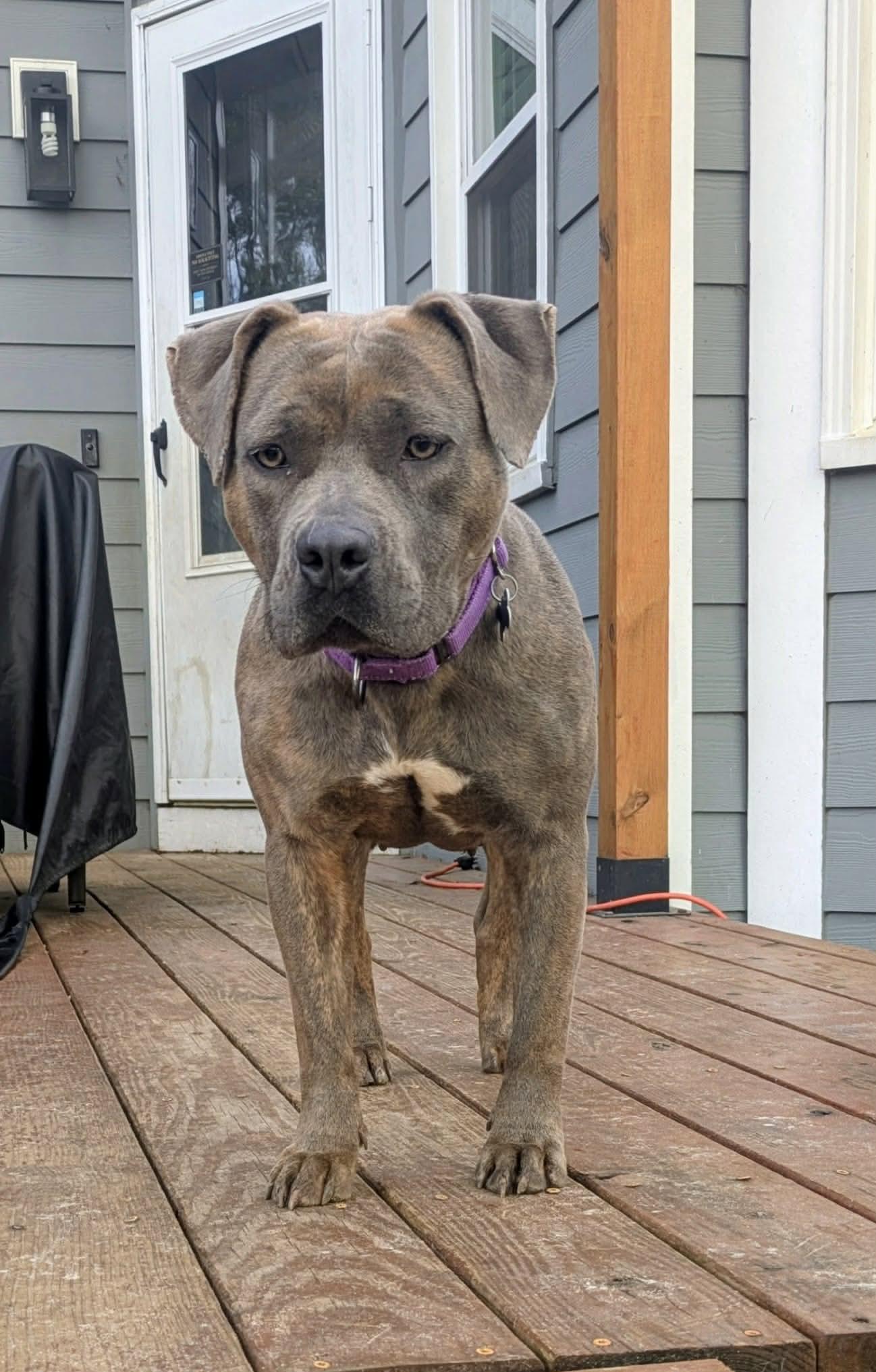 Raven, a ADOPTABLE Mixed Breed in Sunset Bch, NC image 1/3
