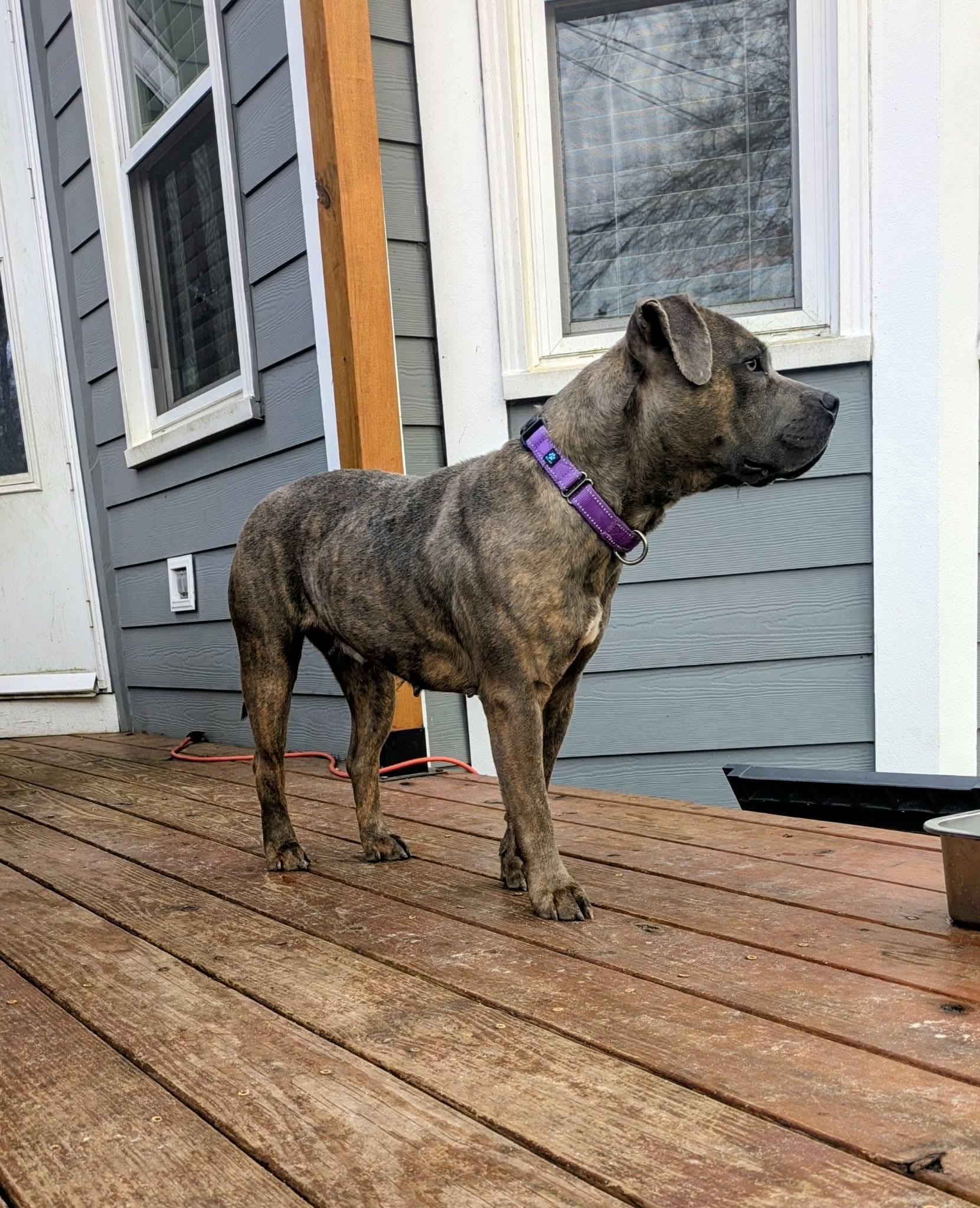 Raven, a ADOPTABLE Mixed Breed in Sunset Bch, NC image 2/3