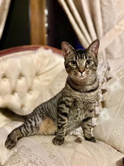 Duckie, Adoptable, Young Male Domestic Short Hair & Domestic Short Hair.