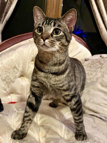 Enlarge Duckie, a Adoptable mixed breed in Wilkesboro, NC image 2/3