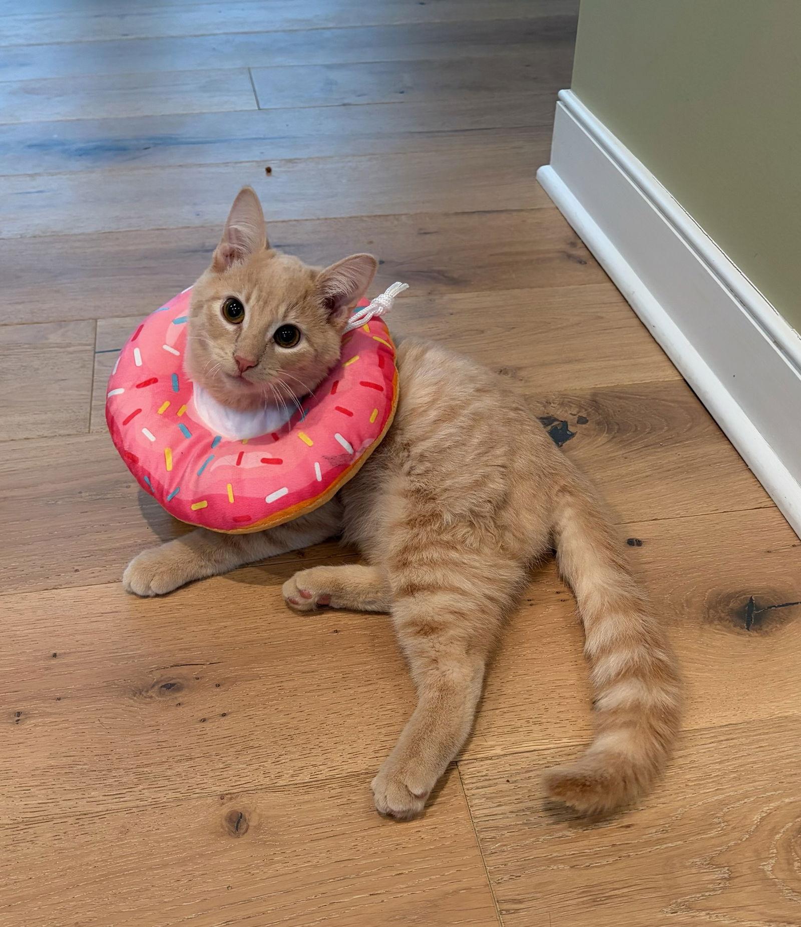 Enlarge Gus, a Adopted Domestic Short Hair in Rootstown, OH image 3/3