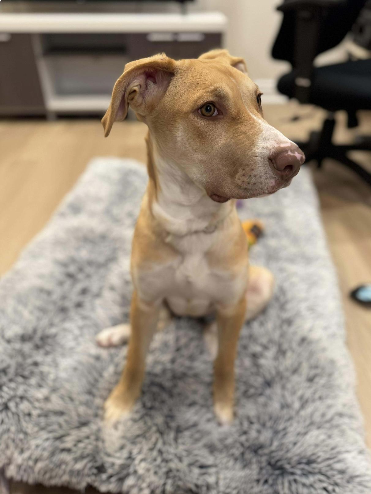 Enlarge Zoe, a ADOPTABLE mixed breed in Toronto, ON image 4/4