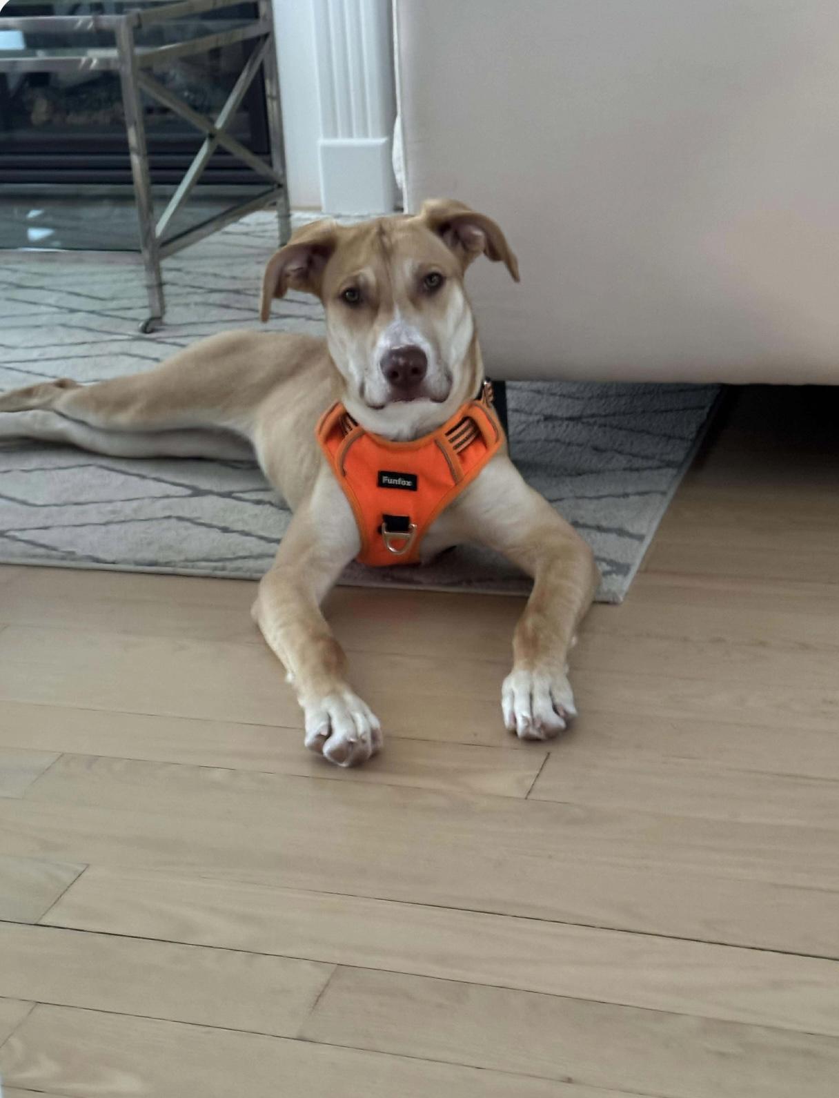 Zoe, ADOPTABLE, Young Female Husky & Boxer.