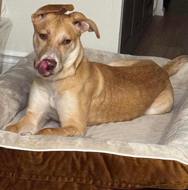 Enlarge Zoe, a ADOPTABLE mixed breed in Toronto, ON image 3/4