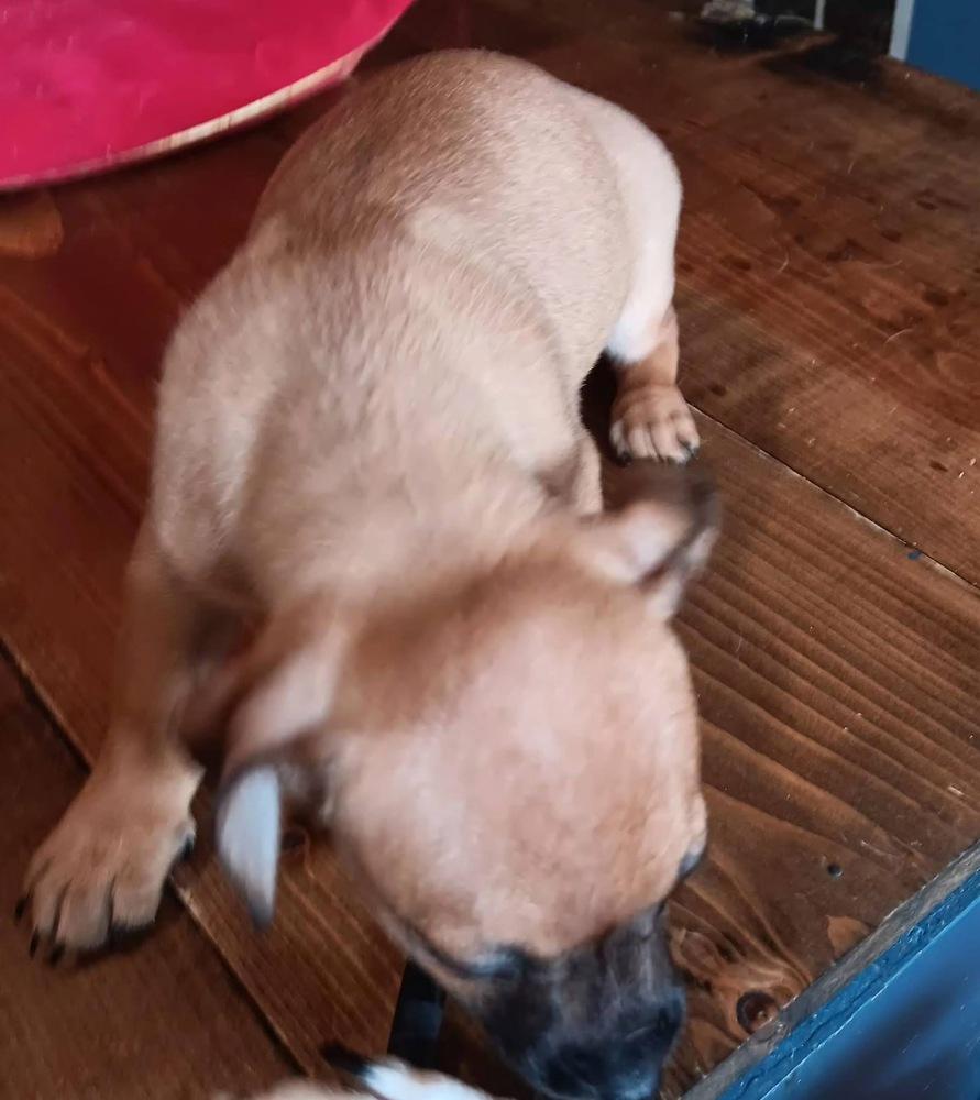 Otter, Adoptable, Puppy Female Dachshund & Jack Russell Terrier.