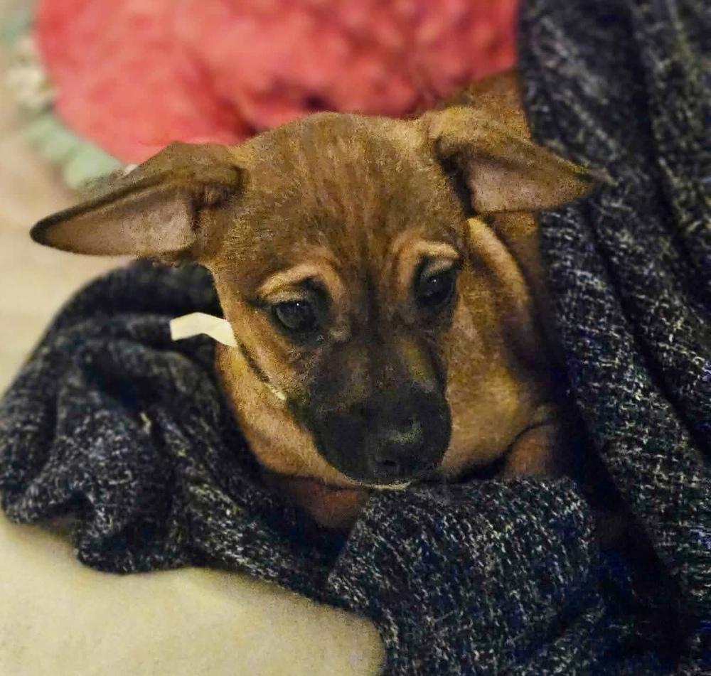 Otter, Adoptable, Puppy Female Dachshund & Jack Russell Terrier.