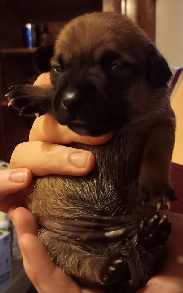 Enlarge Otter, a Adoptable mixed breed in Middletown, CT image 3/6