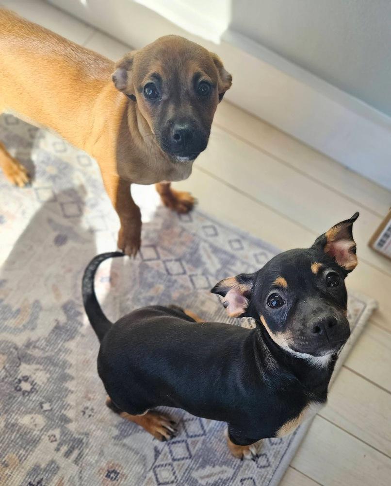 Otter, a Adoptable mixed breed in Middletown, CT image 2/6