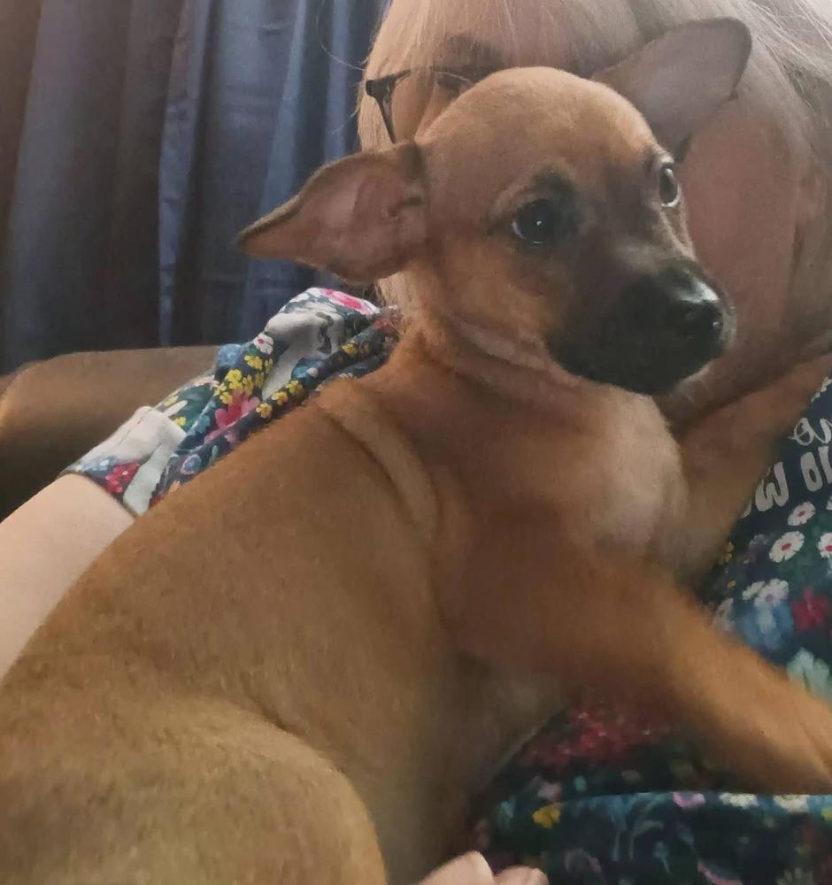 Enlarge Otter, a Adoptable mixed breed in Middletown, CT image 4/6