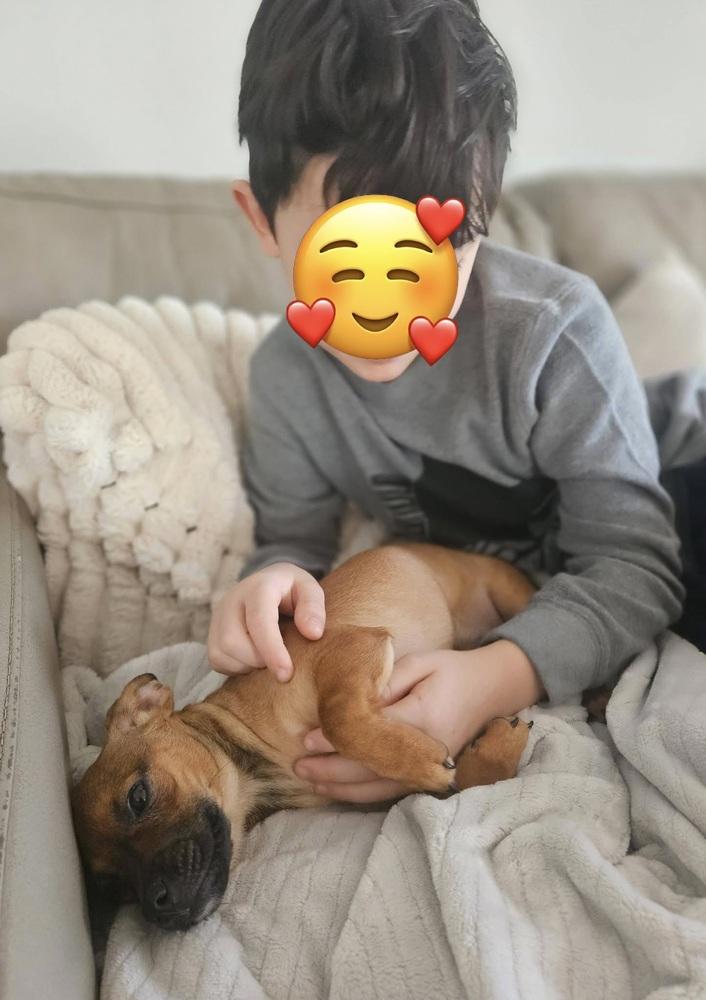 Otter, a Adoptable mixed breed in Middletown, CT image 4/6