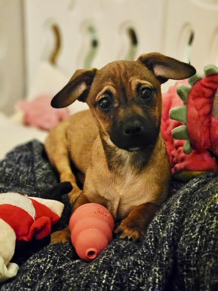 Otter, a Adoptable mixed breed in Middletown, CT image 6/6