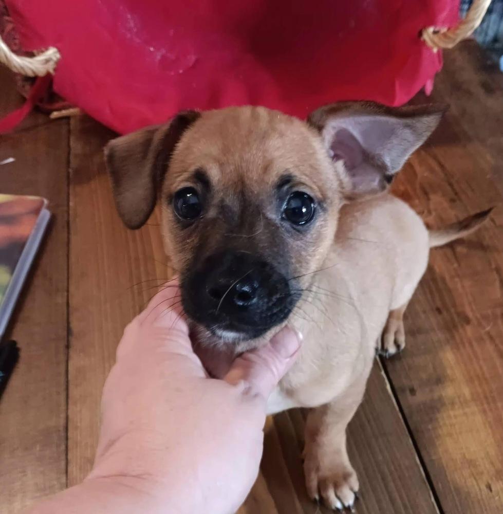 Enlarge Otter, a Adoptable mixed breed in Middletown, CT image 6/6