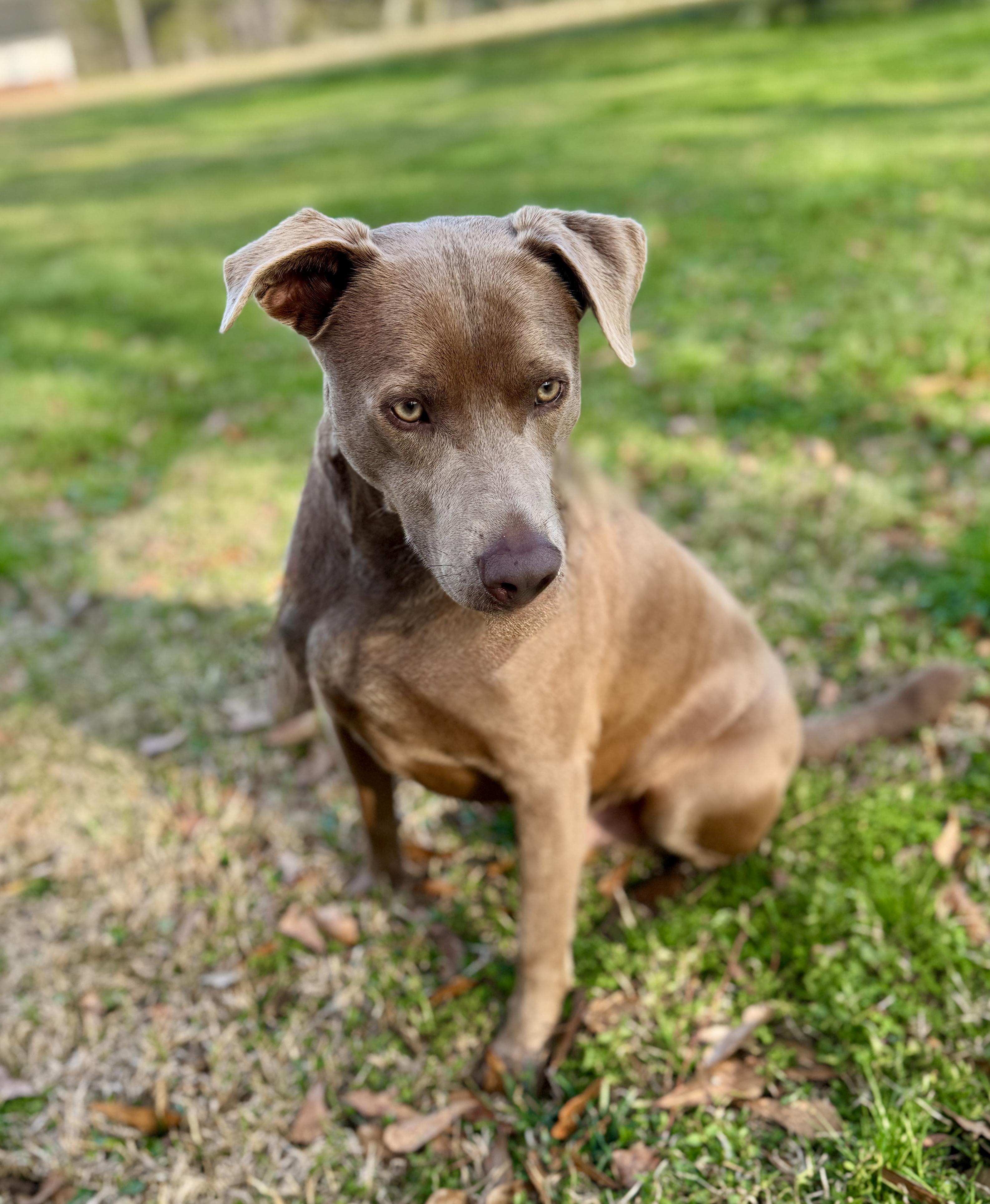 Toby, a Adoptable mixed breed in Fishkill, NY image 4/6