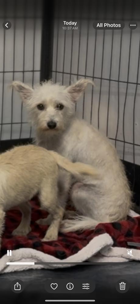 Fleur, Adoptable, Young Female Terrier.