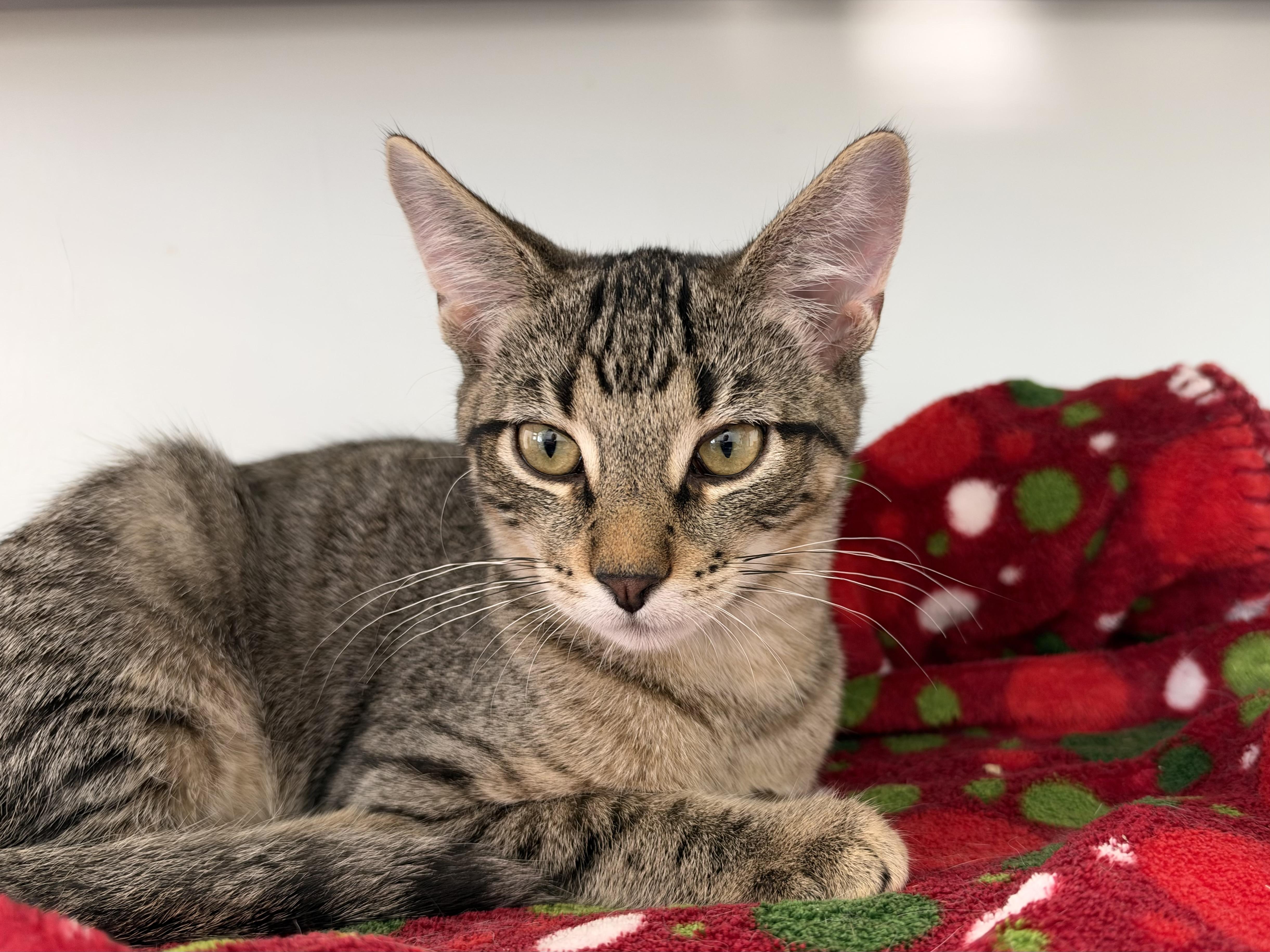 Enlarge Kookaburra and Finch, a Adoptable Tabby in Grand Rapids, MI image 4/6