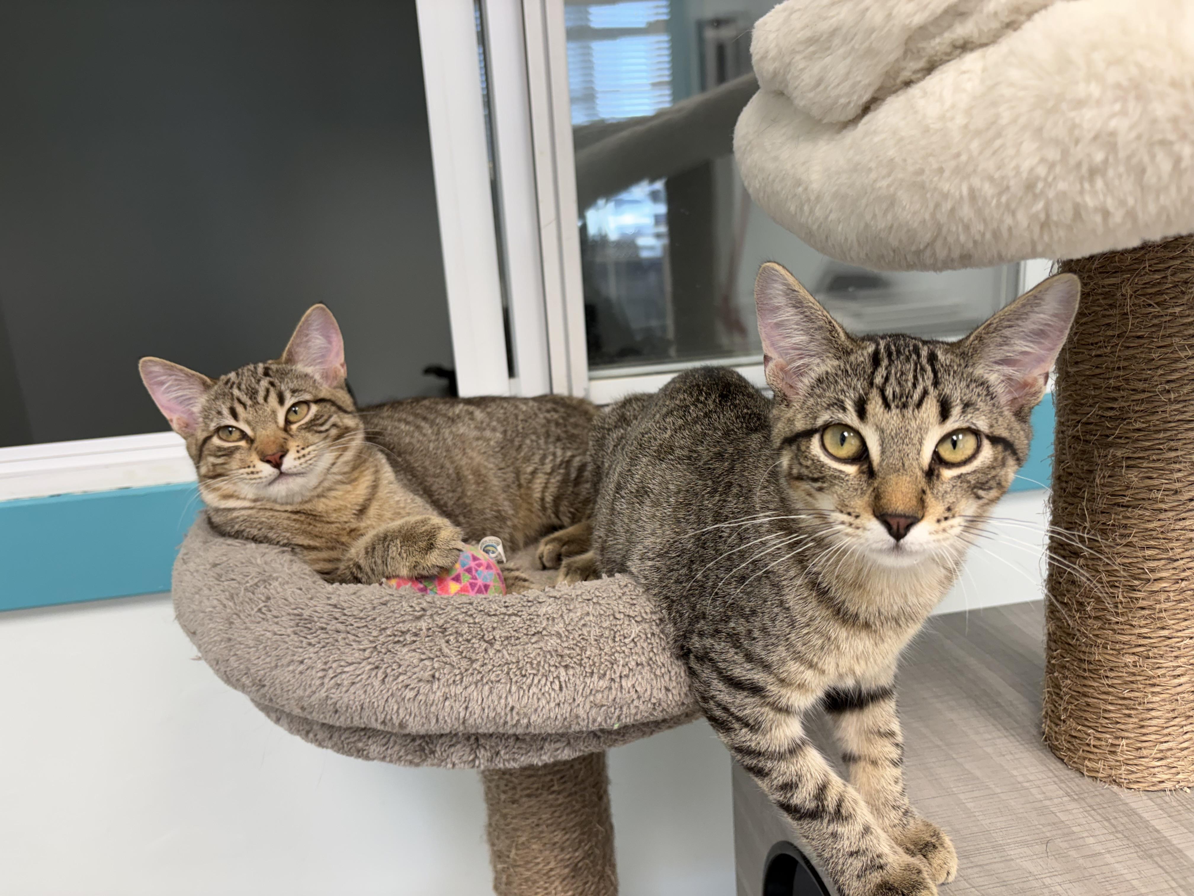 Enlarge Kookaburra and Finch, a Adoptable Tabby in Grand Rapids, MI image 6/6