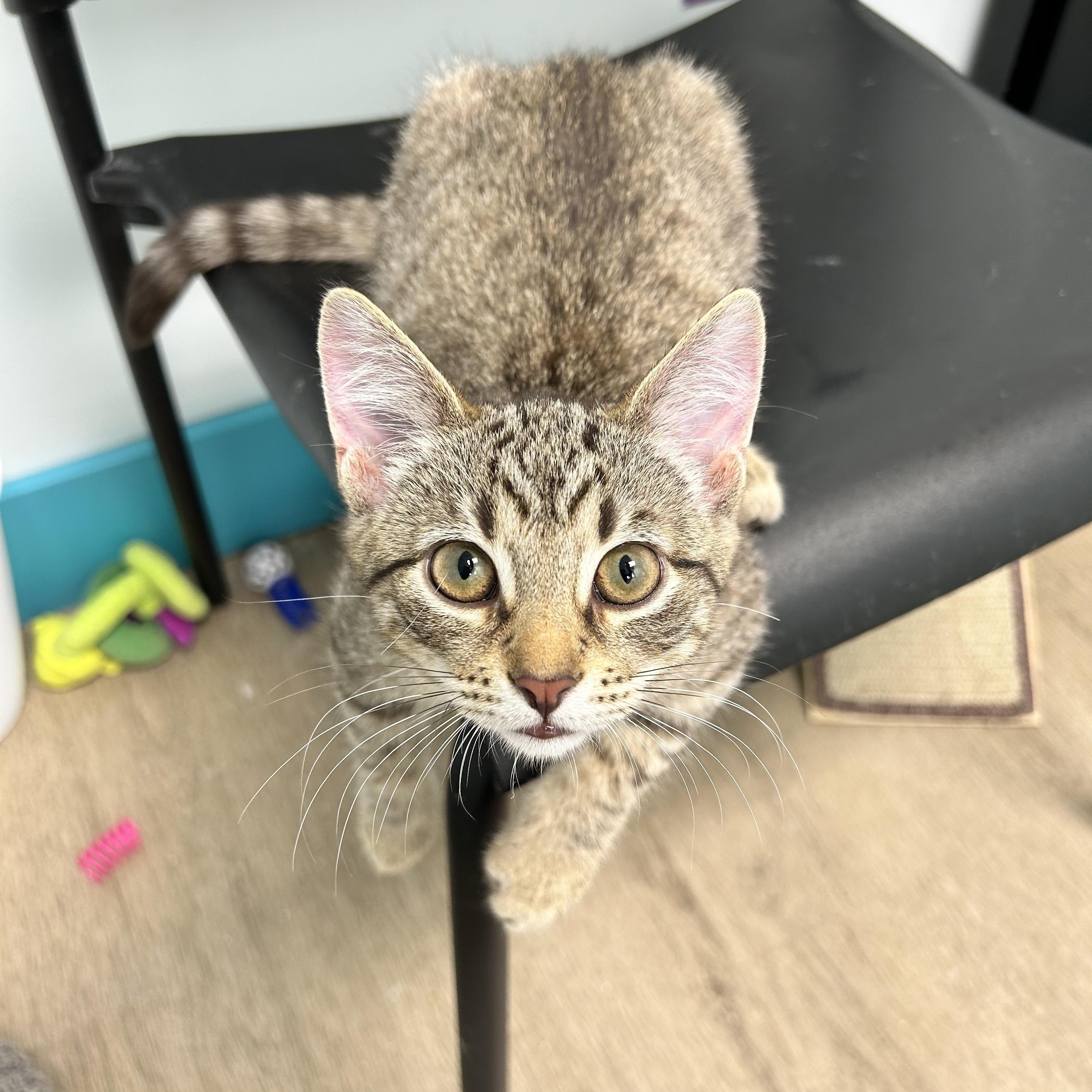 Enlarge Kookaburra and Finch, a Adoptable Tabby in Grand Rapids, MI image 2/6