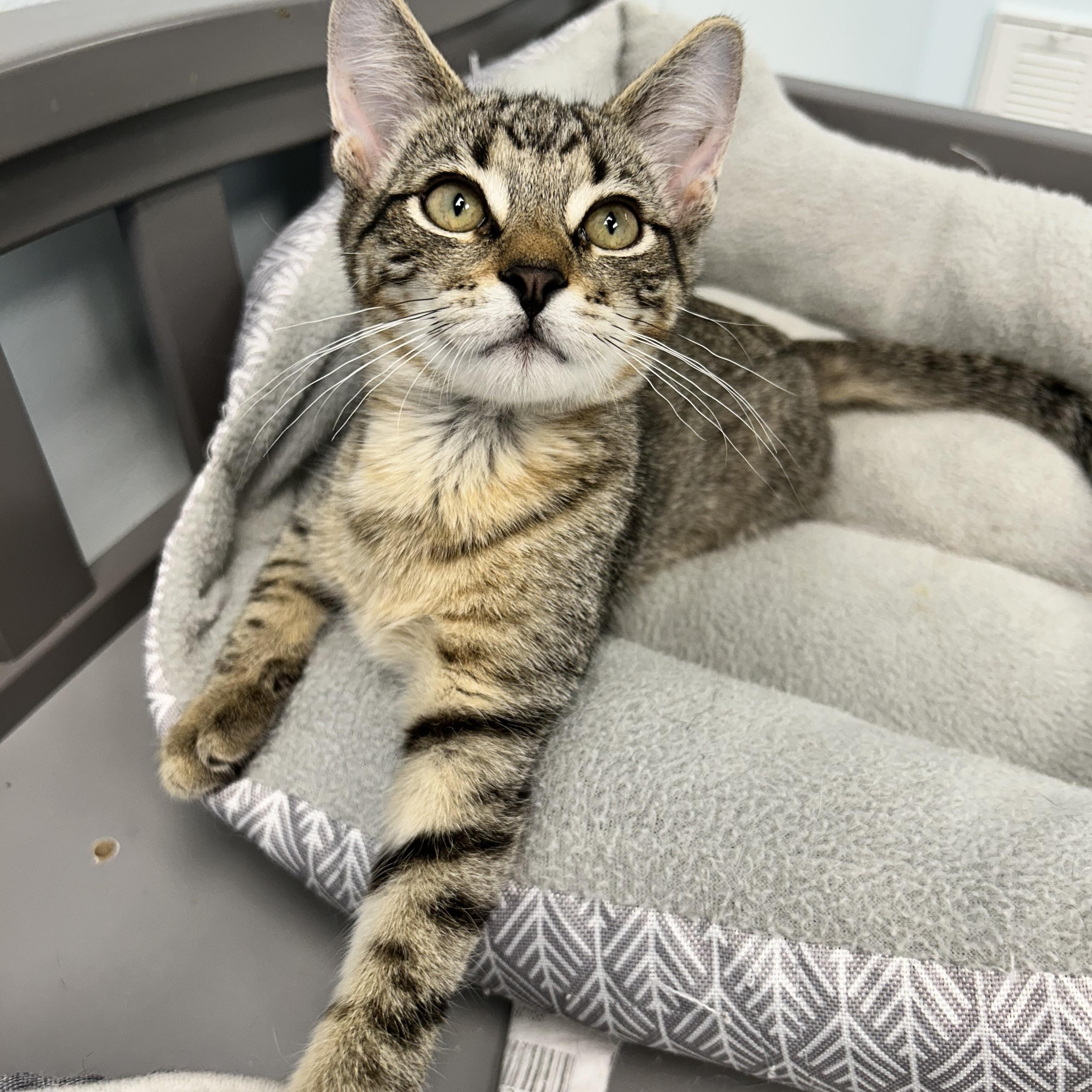 Enlarge Kookaburra and Finch, a Adoptable Tabby in Grand Rapids, MI image 3/6
