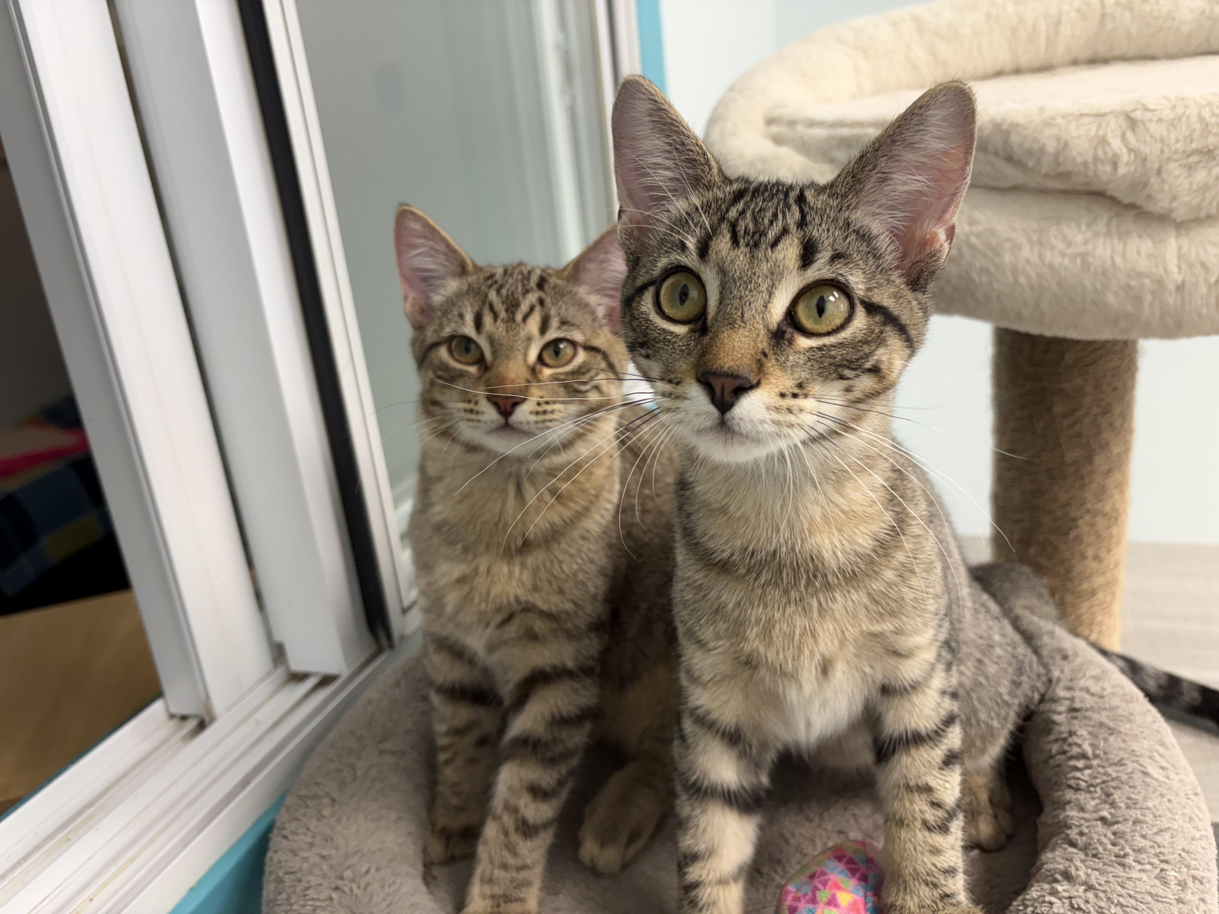 Kookaburra and Finch, Adoptable, Kitten Male Tabby.