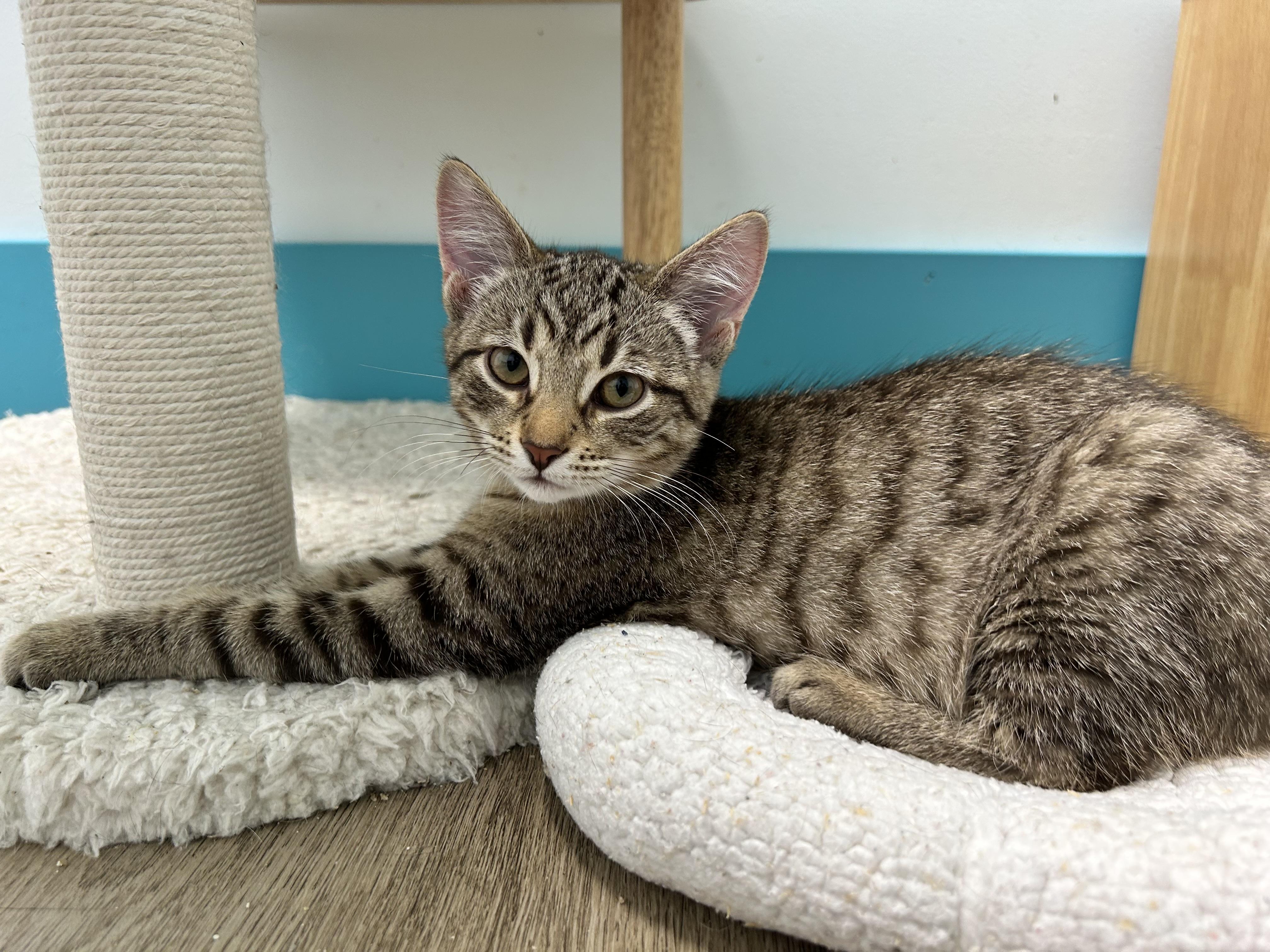 Enlarge Kookaburra and Finch, a Adoptable Tabby in Grand Rapids, MI image 5/6