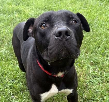 Enlarge Gloves, a Adoptable Pit Bull Terrier in Indianapolis, IN image 1/1