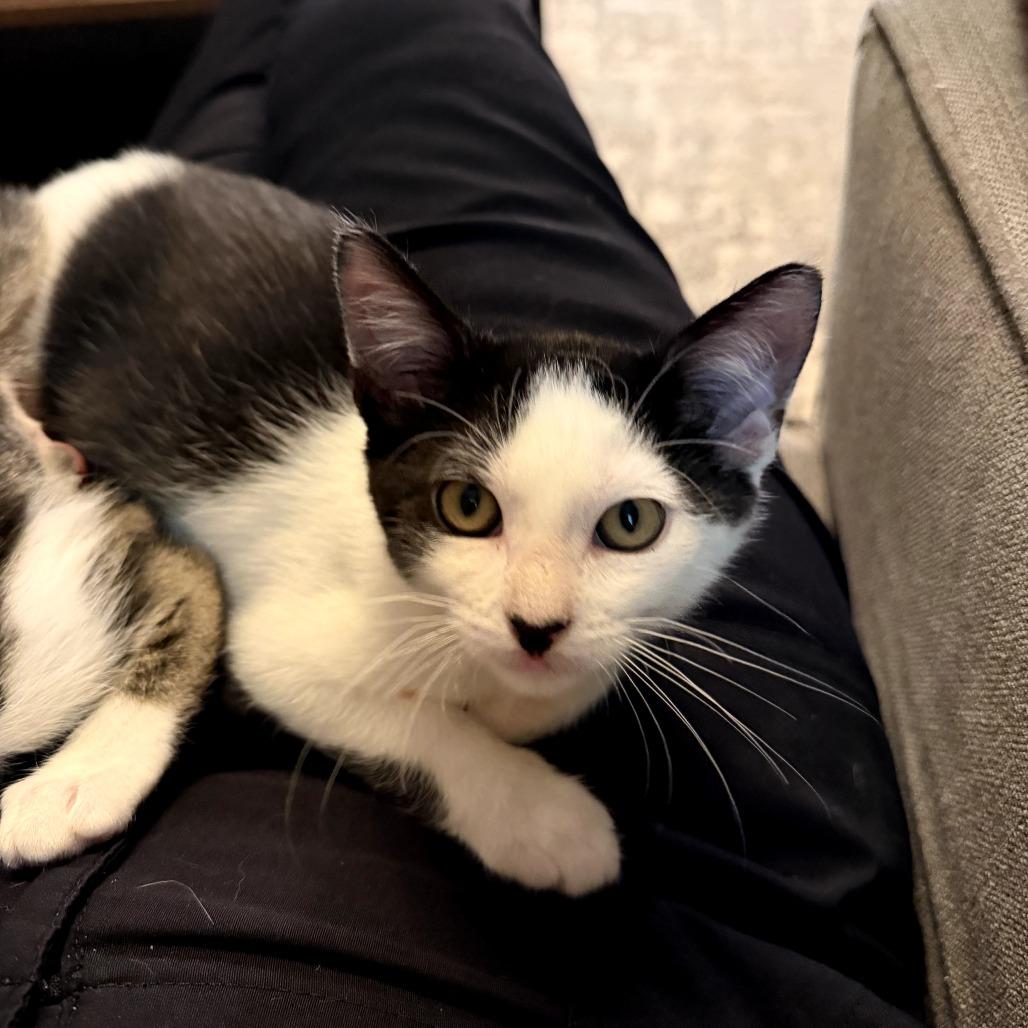 Enlarge Spock, a Adopted Domestic Short Hair in Crowley, TX image 2/4