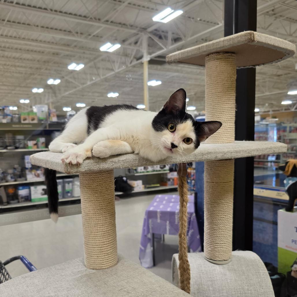 Enlarge Spock, a Adopted Domestic Short Hair in Crowley, TX image 4/4