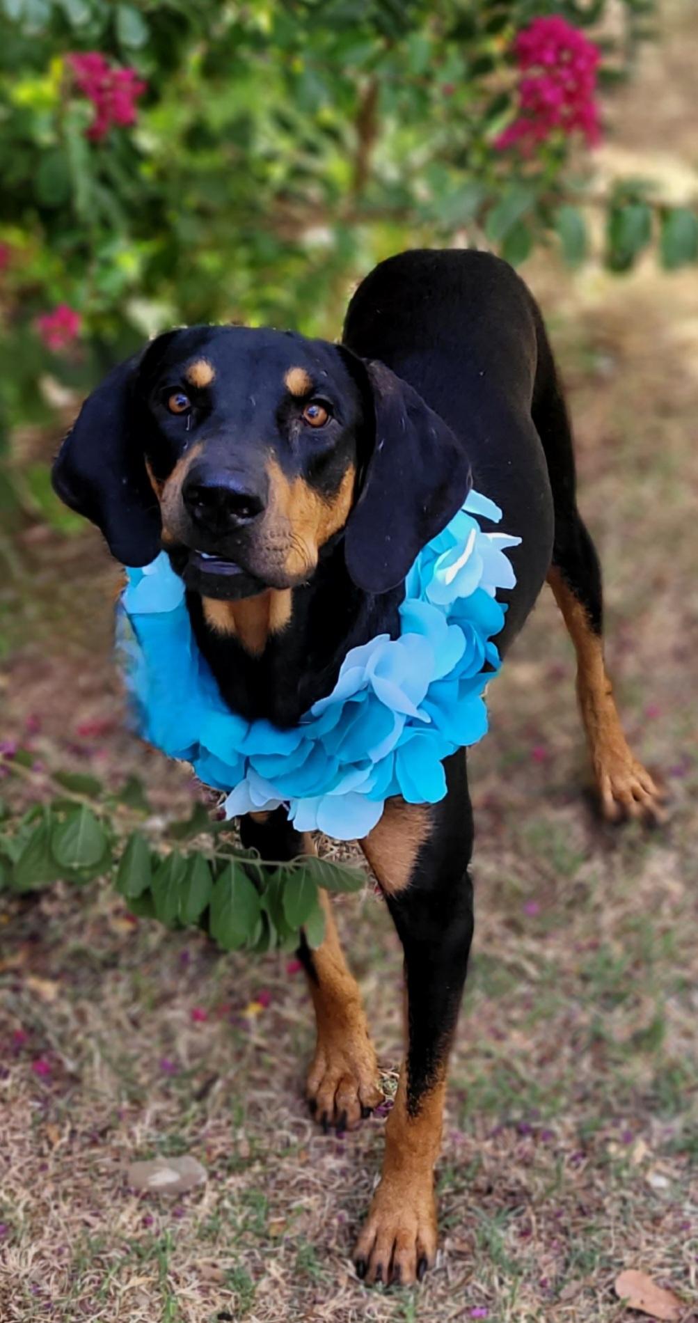 Enlarge Sport, a Adoptable mixed breed in Vernon, TX image 3/3