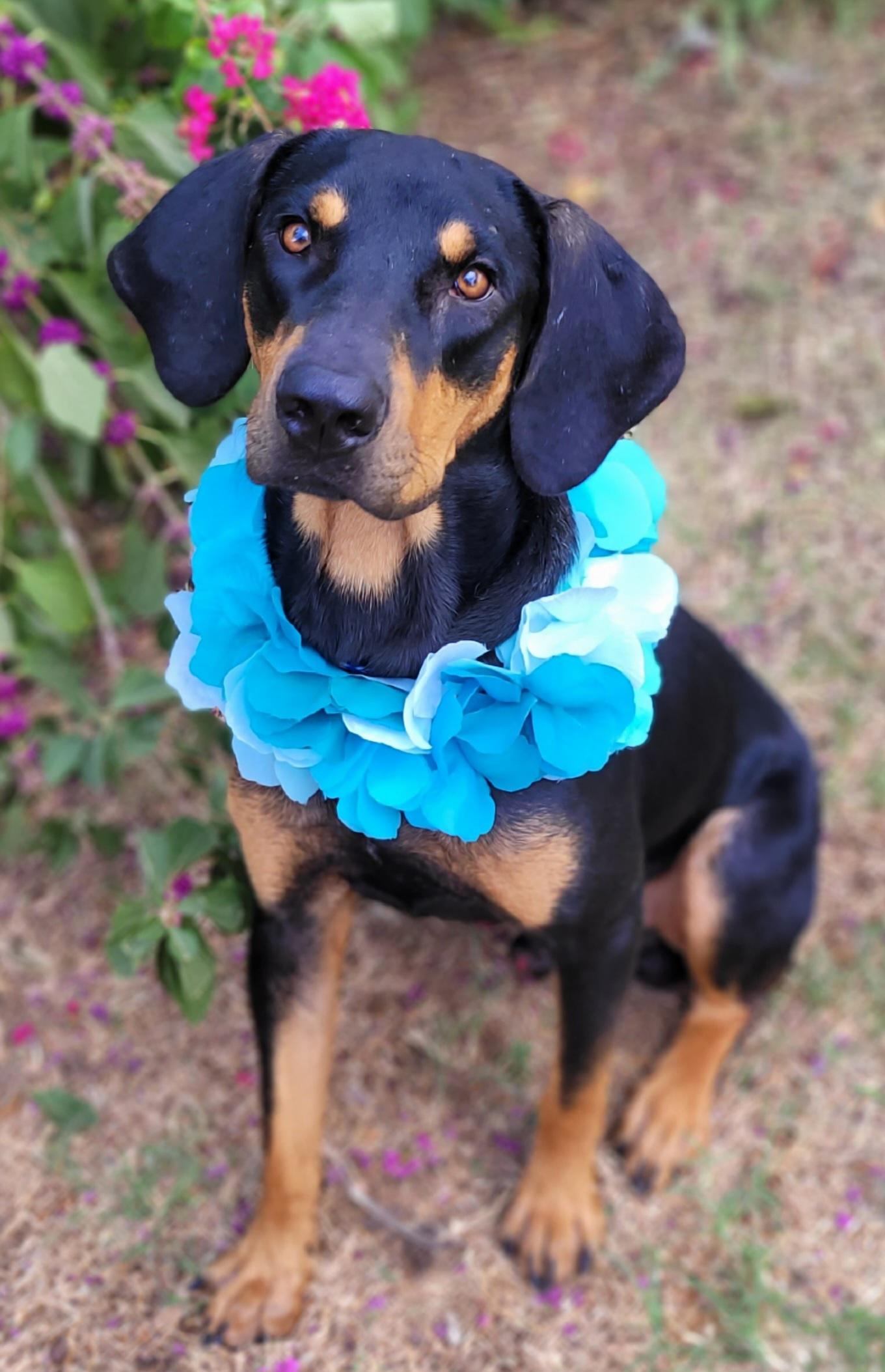 Enlarge Sport, a Adoptable mixed breed in Vernon, TX image 2/3
