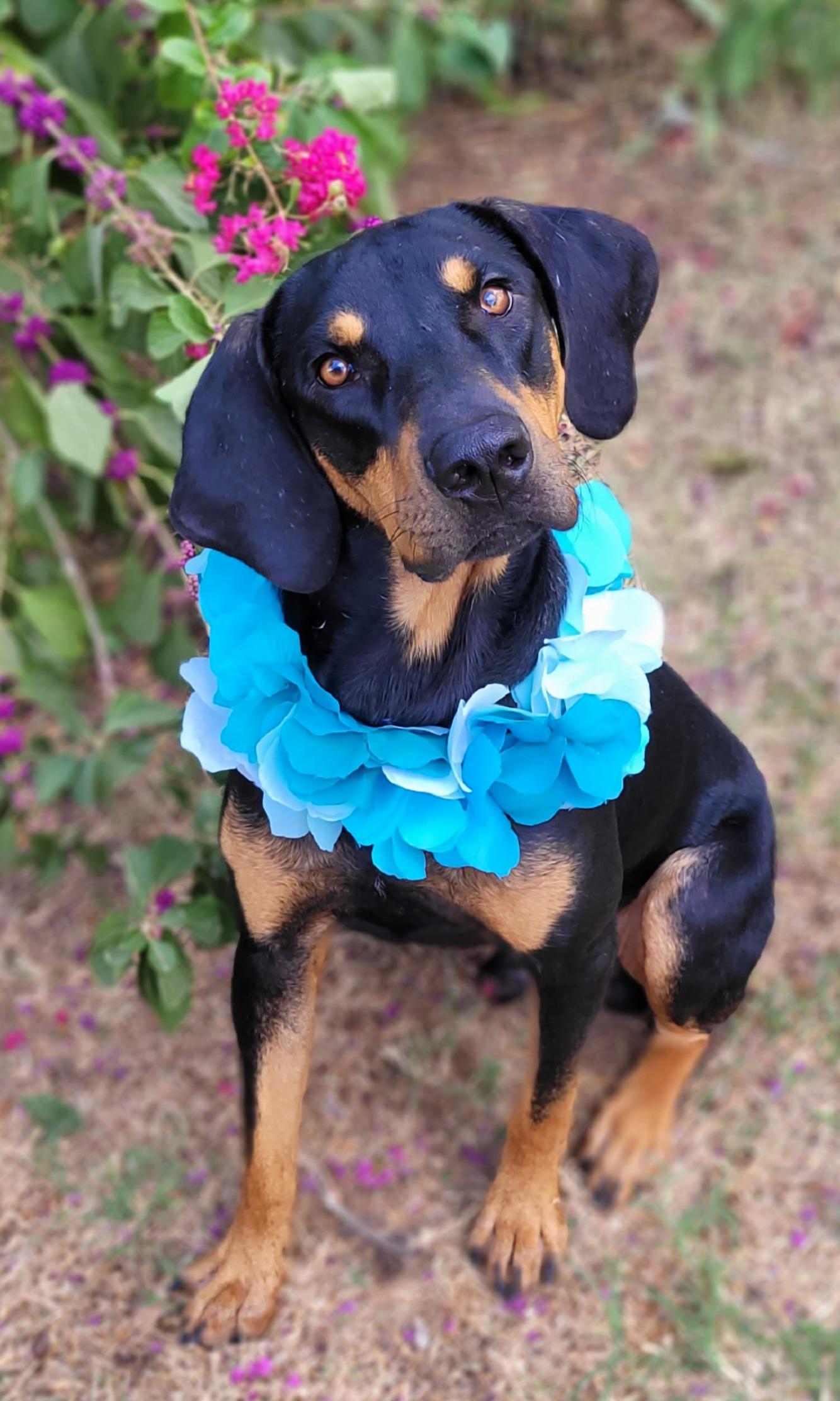Sport, Adoptable, Young Male Black and Tan Coonhound & Doberman Pinscher.