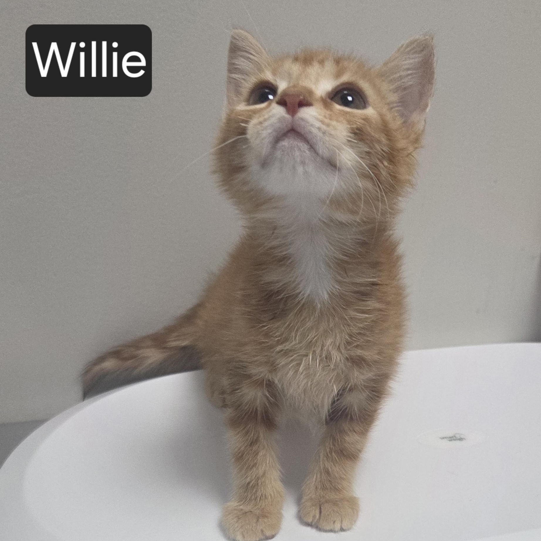 Enlarge Willie, an adopted Domestic Short Hair in SNOW HILL, NC image 1/2