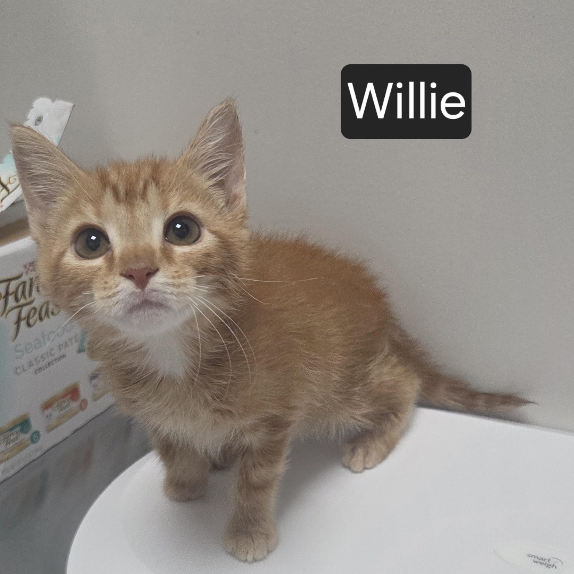 Enlarge Willie, an adopted Domestic Short Hair in SNOW HILL, NC image 2/2