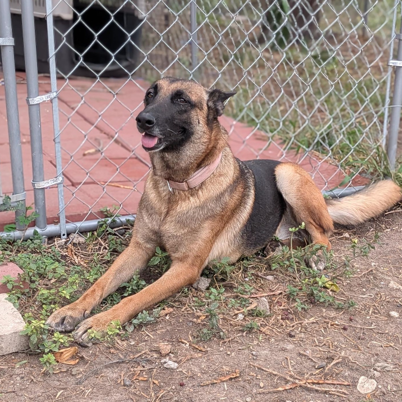 Enlarge Selene, a Adoptable Belgian Shepherd / Malinois in Eau Claire, WI image 5/5