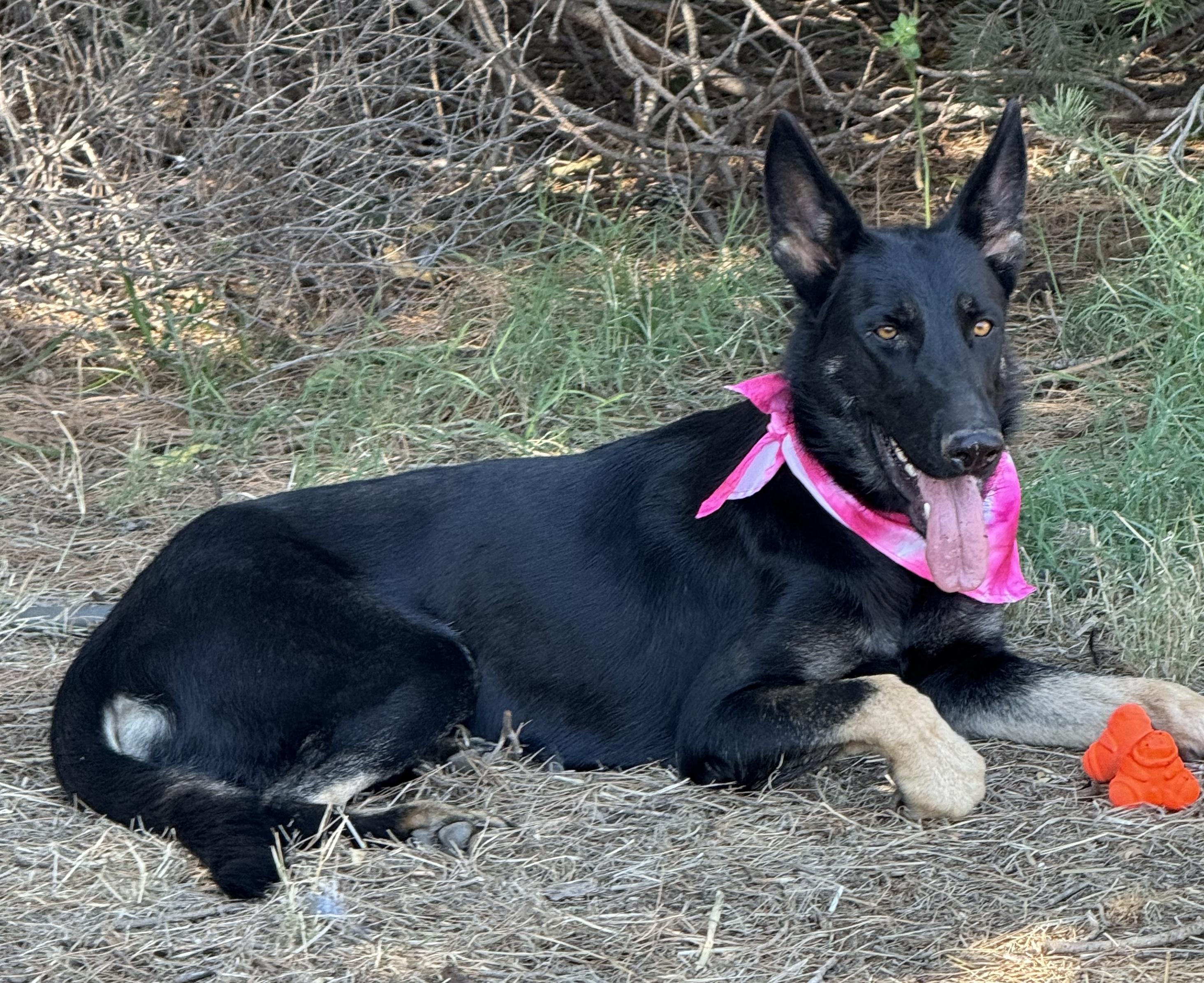 Enlarge MOLLIE, a ADOPTABLE mixed breed in Levelland, TX image 2/6