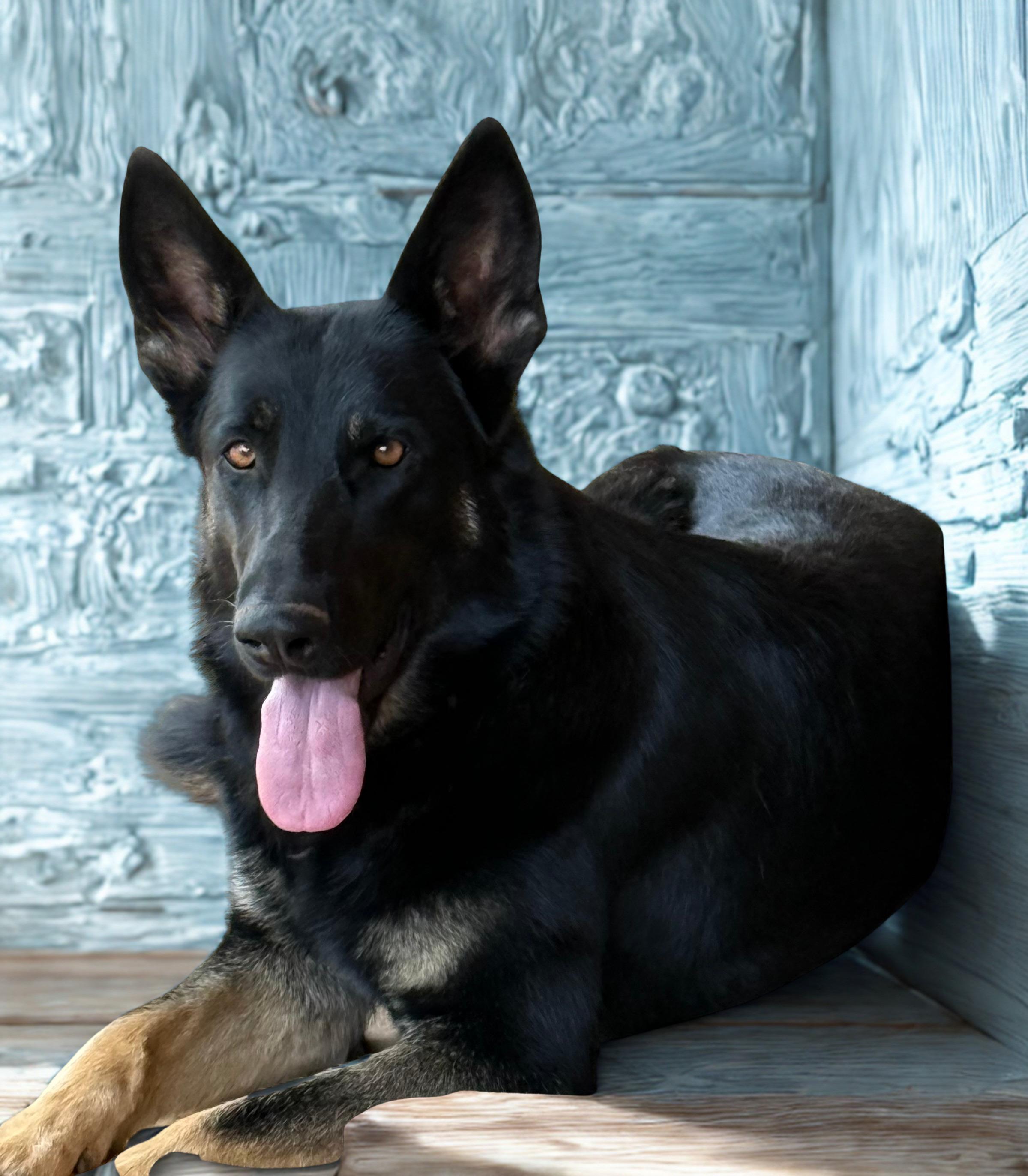 Enlarge MOLLIE, a ADOPTABLE mixed breed in Levelland, TX image 1/6