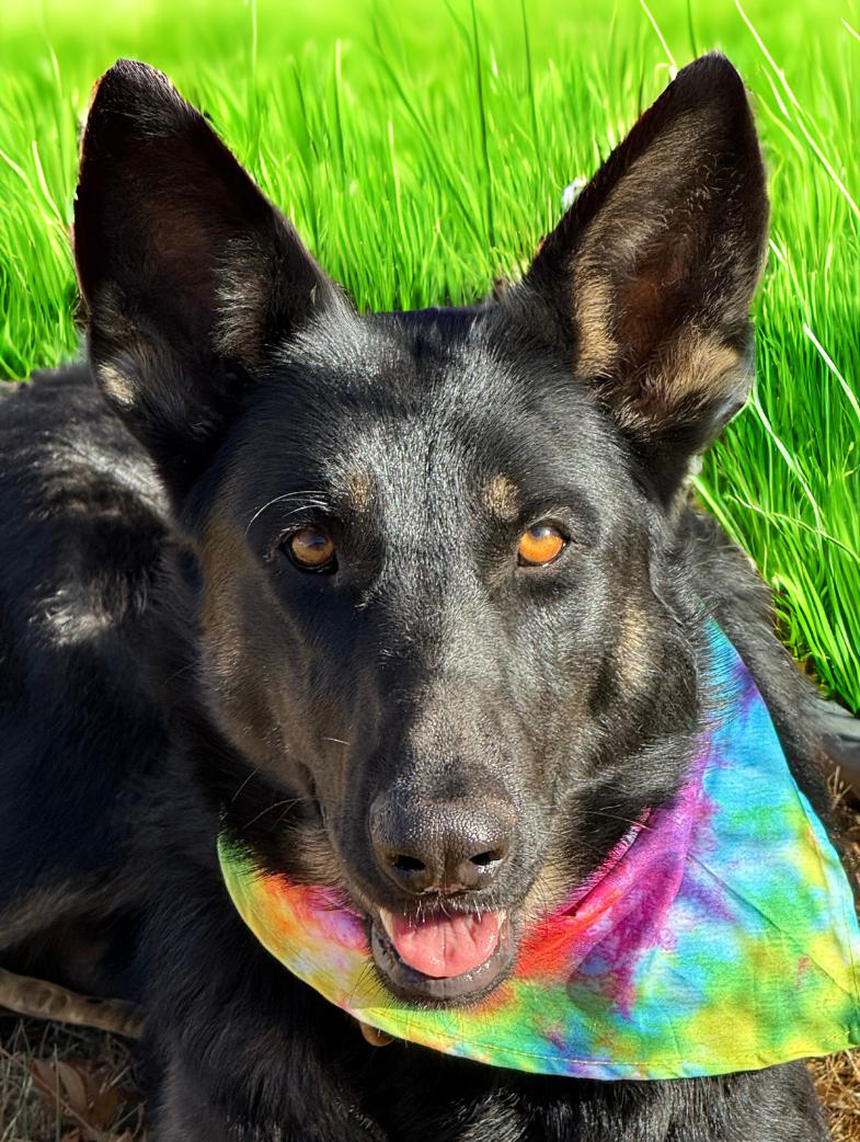 Enlarge MOLLIE, a ADOPTABLE mixed breed in Levelland, TX image 4/6