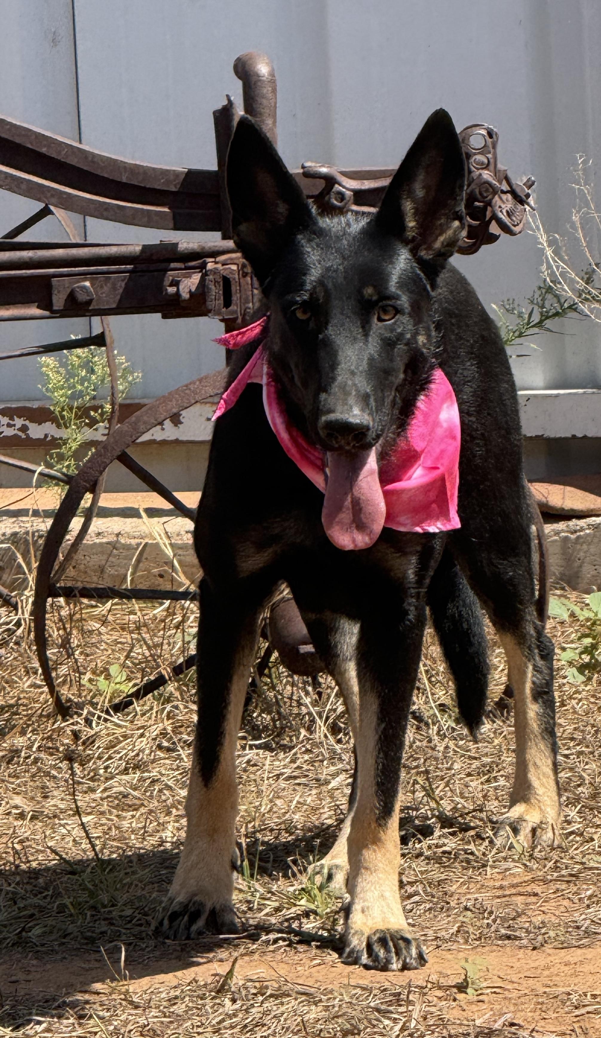 Enlarge MOLLIE, a ADOPTABLE mixed breed in Levelland, TX image 5/6