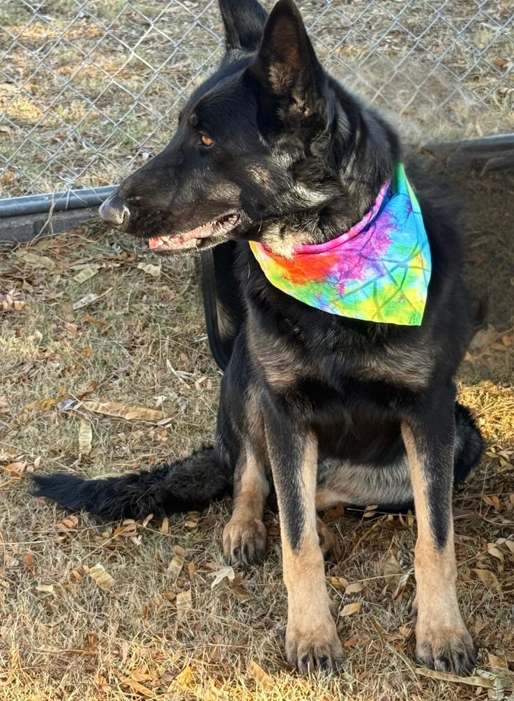 Enlarge MOLLIE, a ADOPTABLE mixed breed in Levelland, TX image 3/6