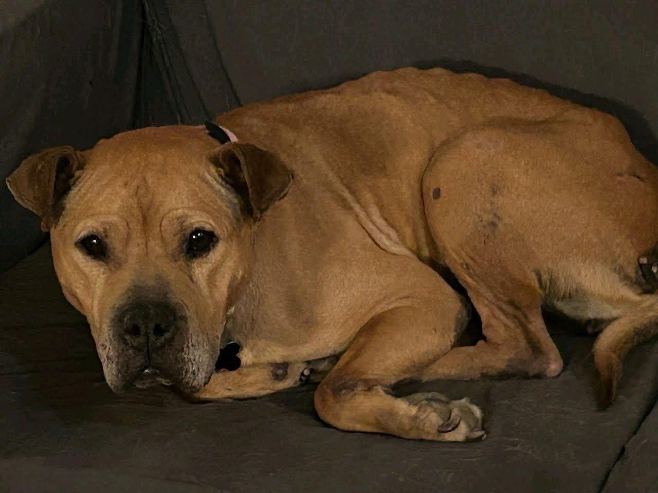 Enlarge Foster Fanette!, a ADOPTABLE mixed breed in Oswego, IL image 2/2