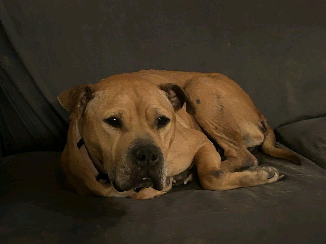 Foster Fanette!, ADOPTABLE, Adult Female Pit Bull Terrier.