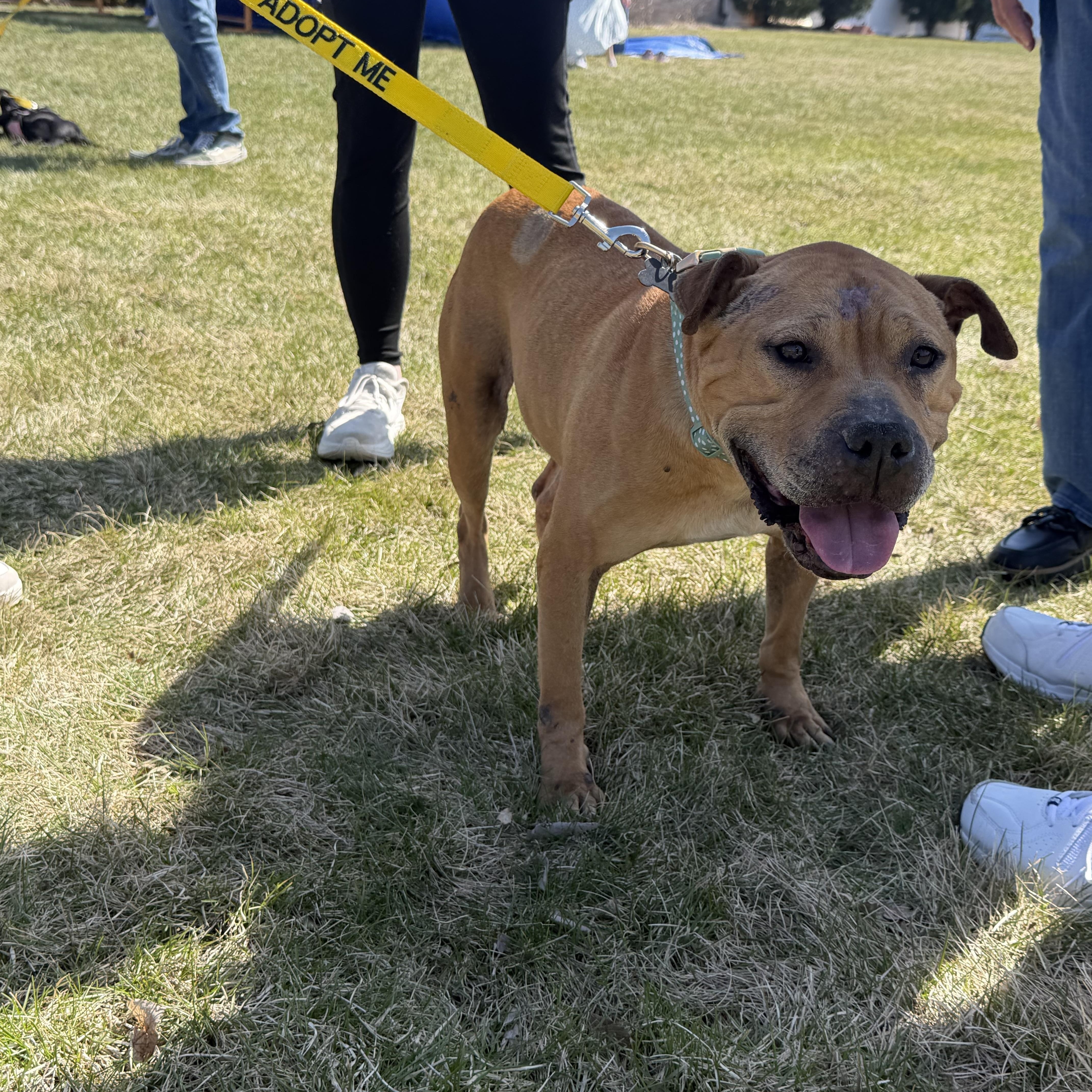 Enlarge Fanette, a ADOPTABLE mixed breed in Oswego, IL image 1/5
