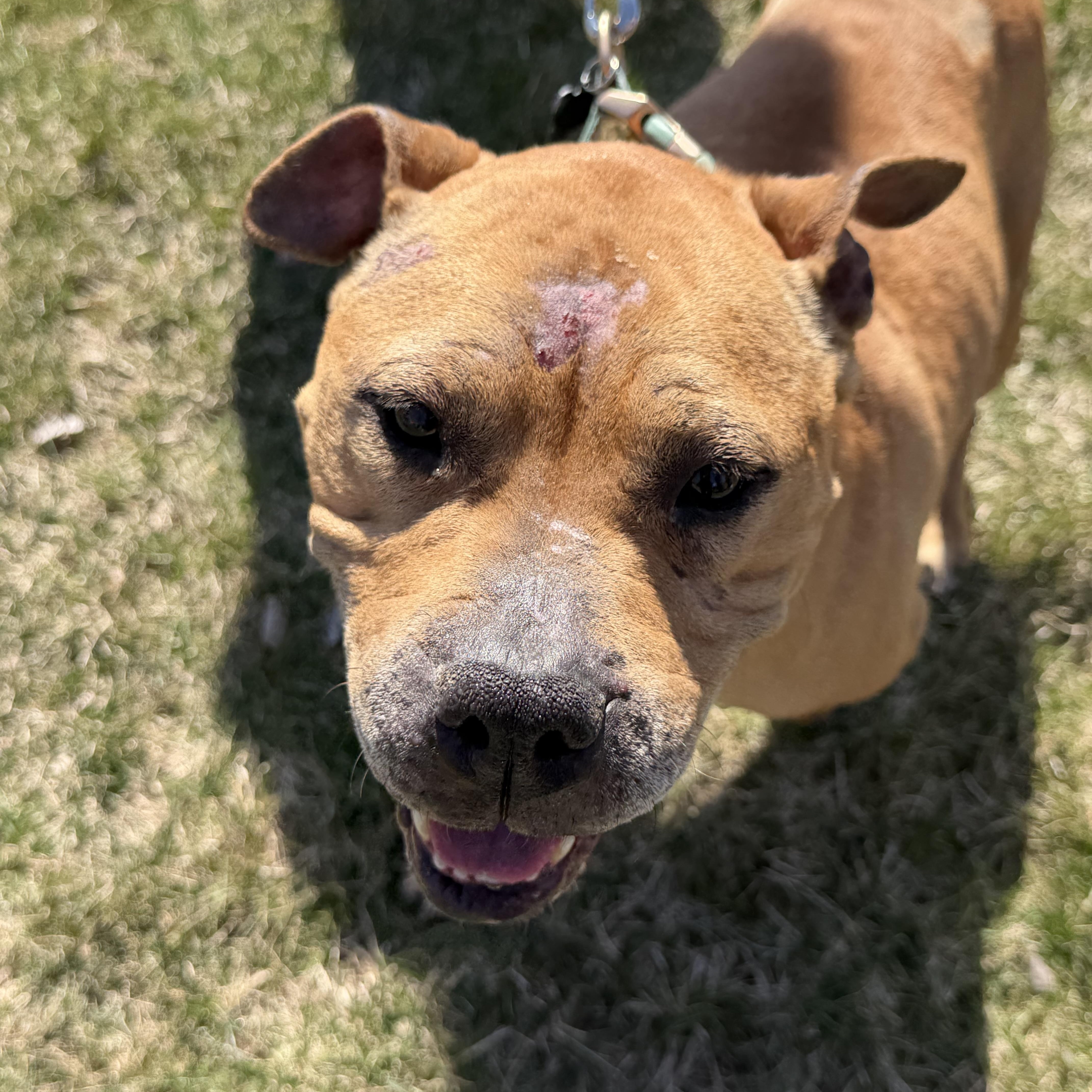 Enlarge Fanette, a ADOPTABLE mixed breed in Oswego, IL image 3/5