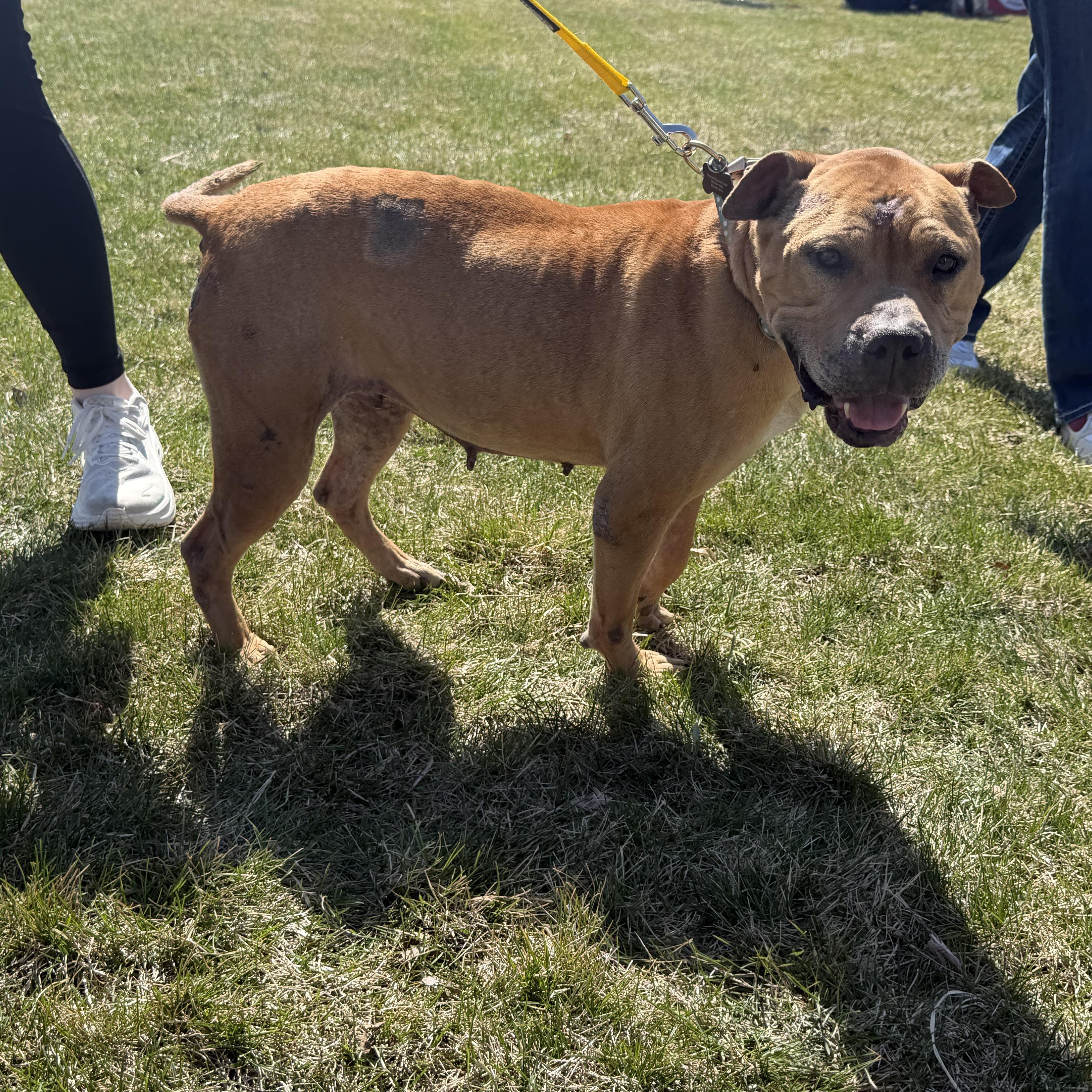 Enlarge Fanette, a ADOPTABLE mixed breed in Oswego, IL image 4/5